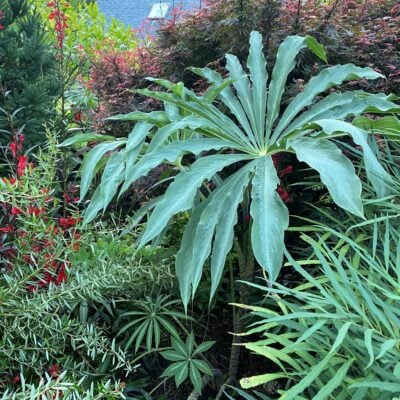 Arisaema hybrid - Jack in the Pulpit (3.5" Pot)
