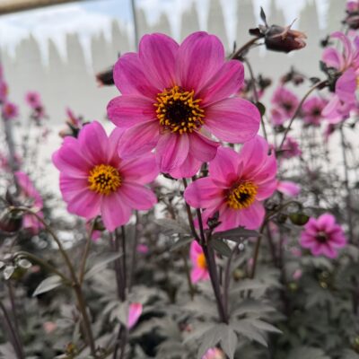 Dahlia 'Mystic Dreamer' - Dahlia Hybrid USPP #19.885 (#1 Round)