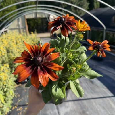 Rudbeckia hirta 'Autumn Colors' - Black Eyed Susan (#1 Round)