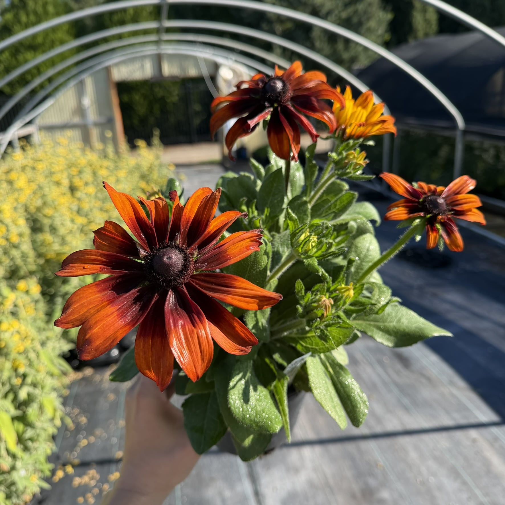 Rudbeckia hirta 'Autumn Colors' - Black Eyed Susan (#1 Round)