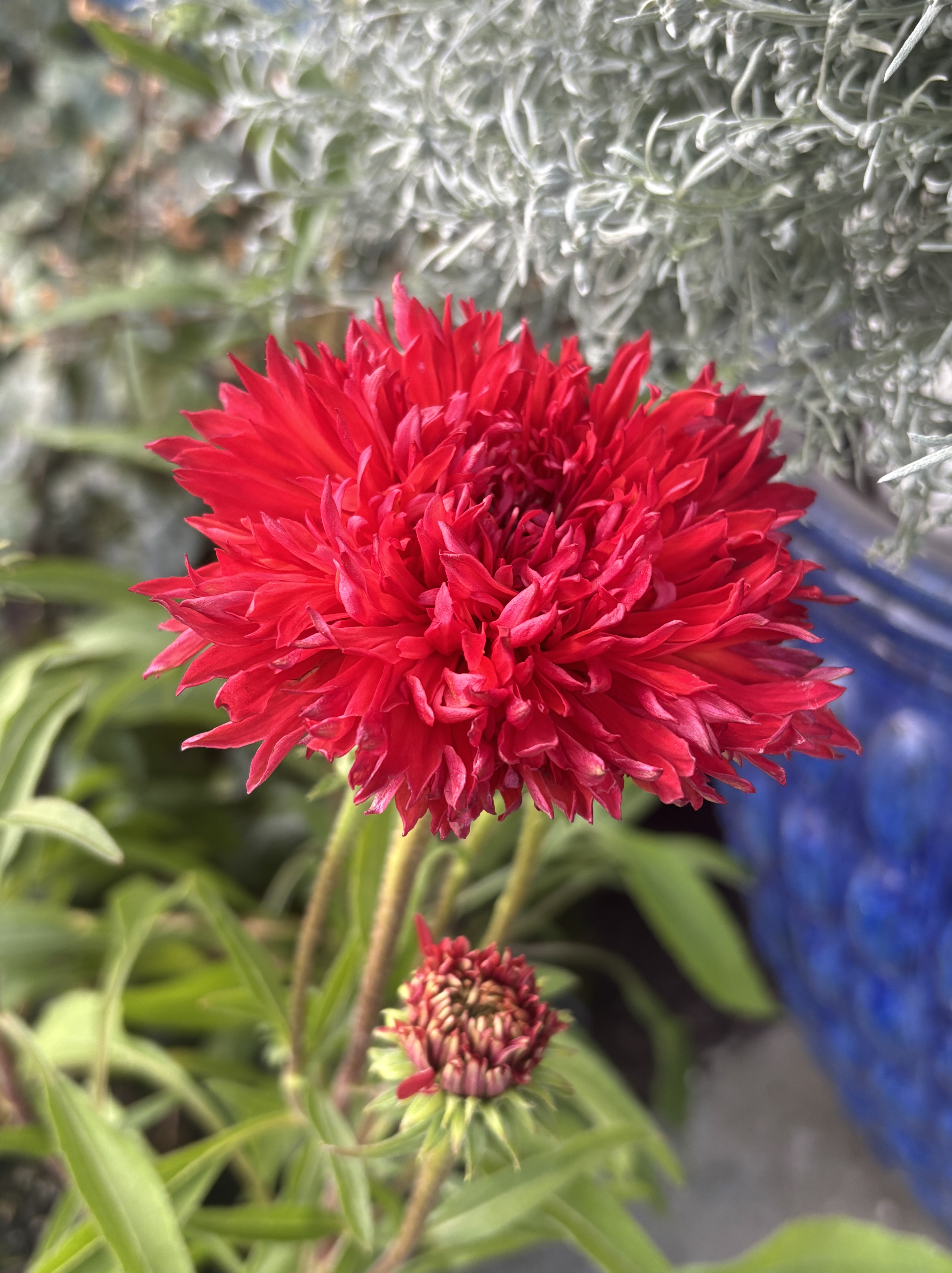 Echinacea 'Fringe Festival' - Coneflower (4.5" Pot) - Image 3