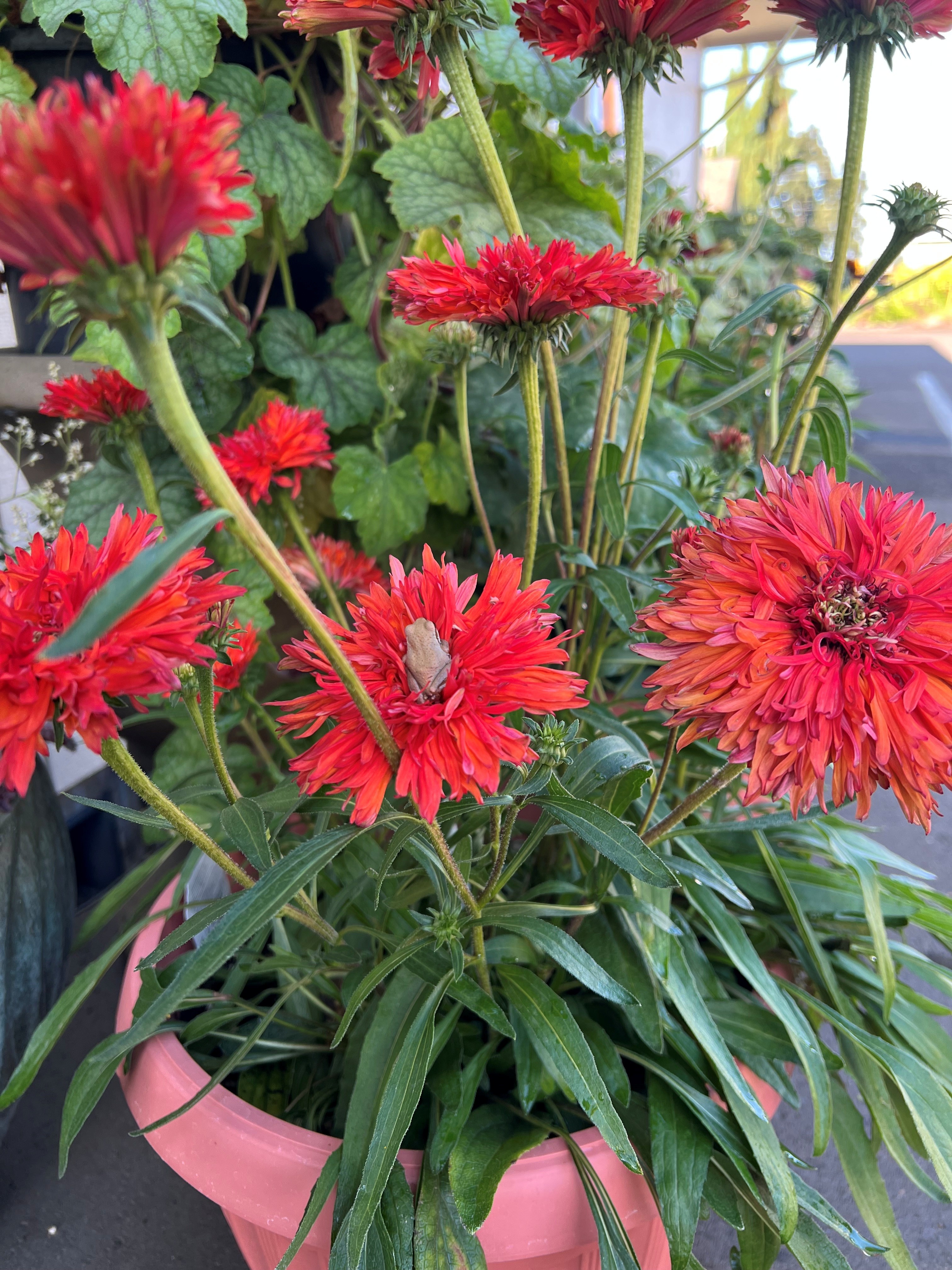 Echinacea 'Fringe Festival' - Coneflower (4.5" Pot) - Image 4