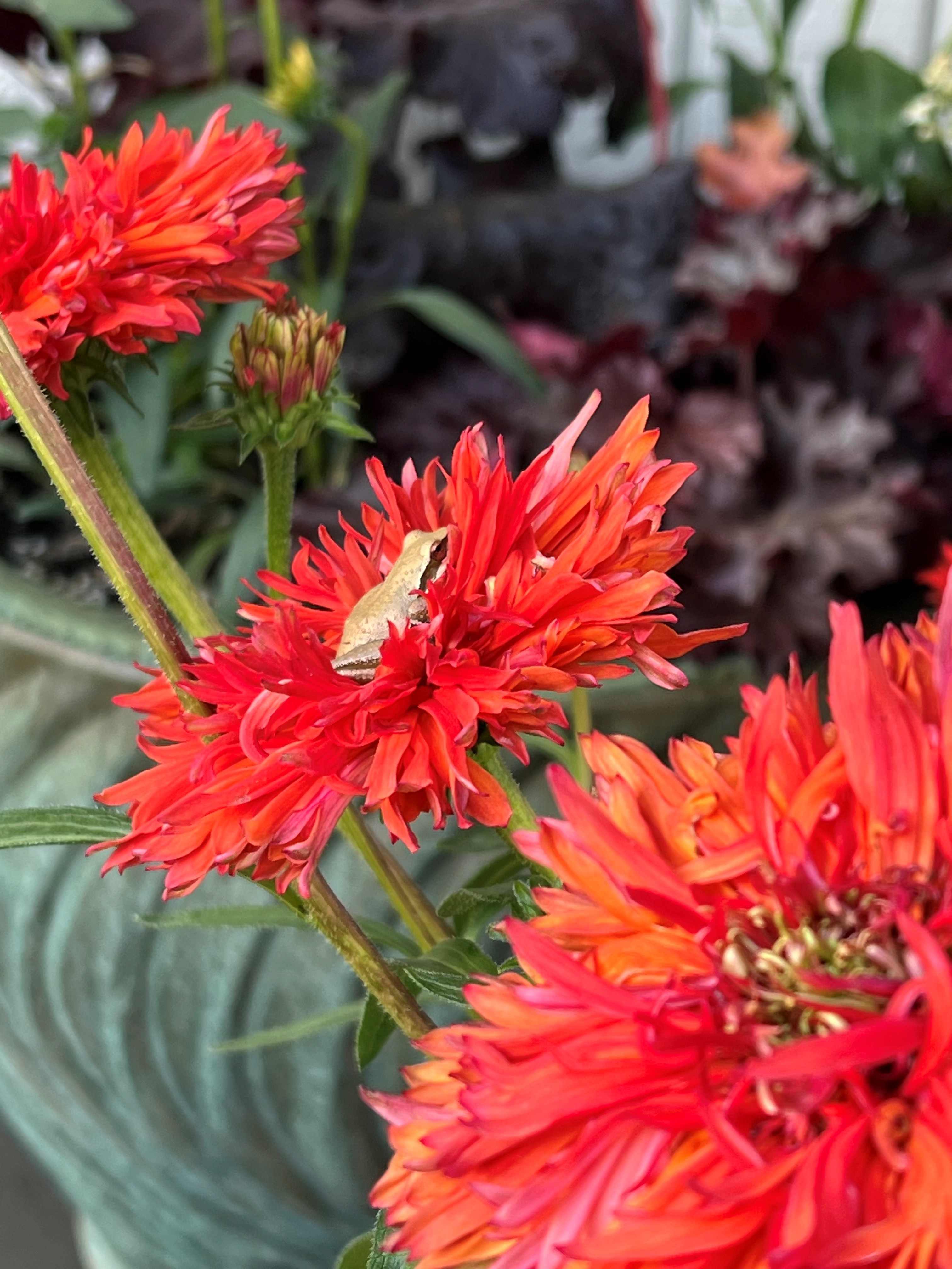 Echinacea 'Fringe Festival' - Coneflower (4.5" Pot) - Image 5