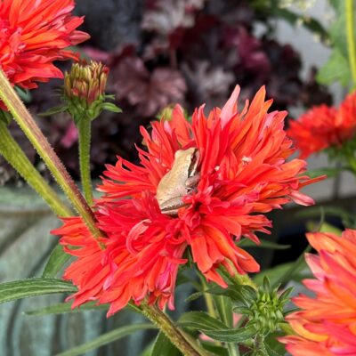 Echinacea 'Fringe Festival' - Coneflower (4.5" Pot)