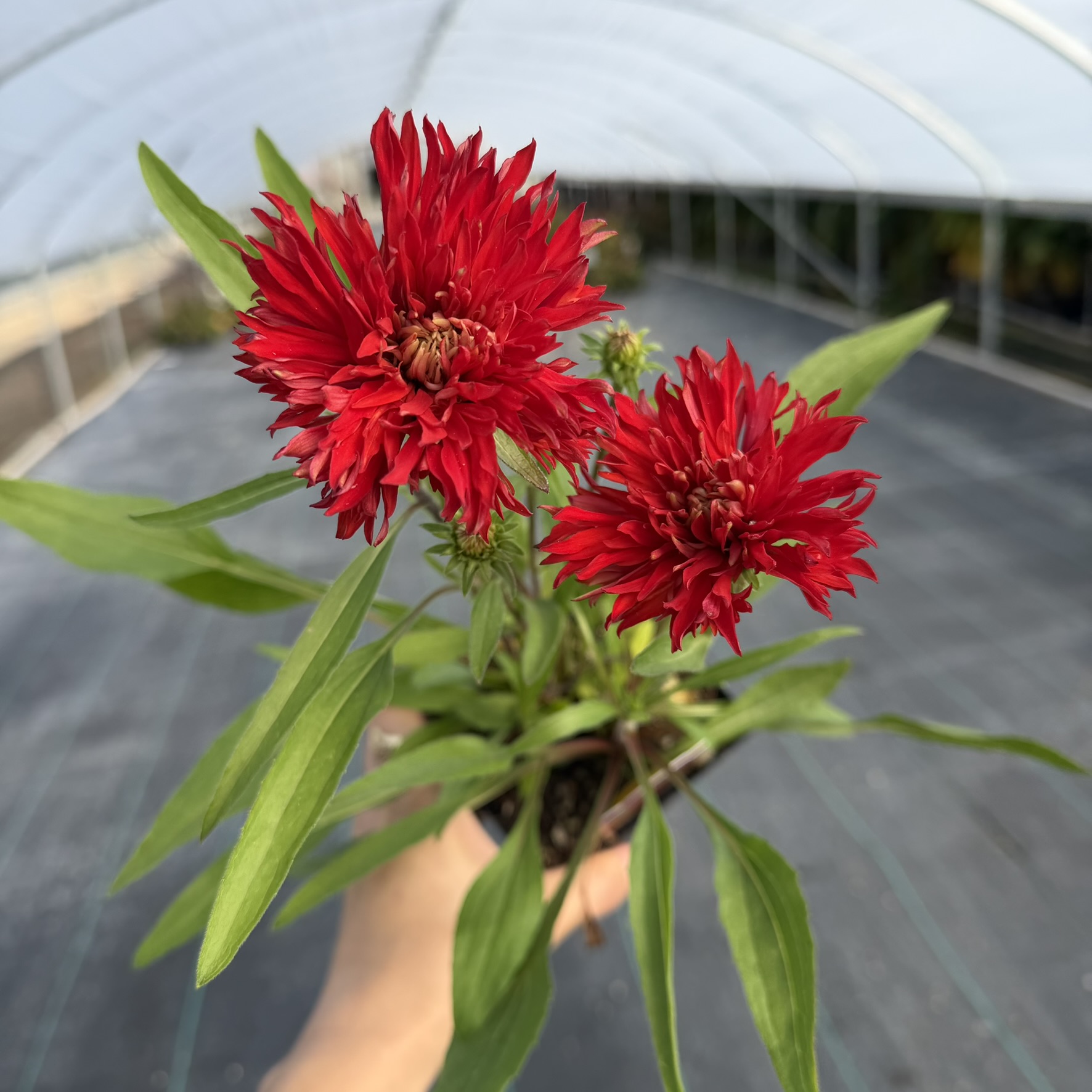 Echinacea 'Fringe Festival' - Coneflower (4.5" Pot) - Image 2