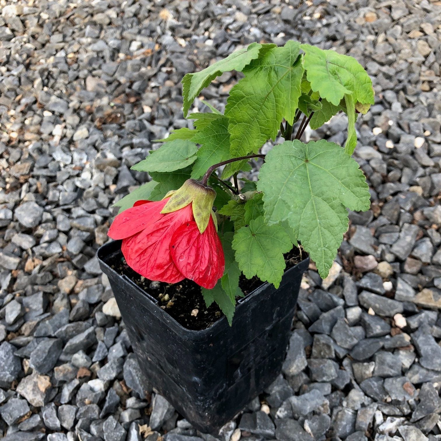 Abutilon Lucky Lantern® Red - Flowering Maple (4.5" Pot) - Image 2