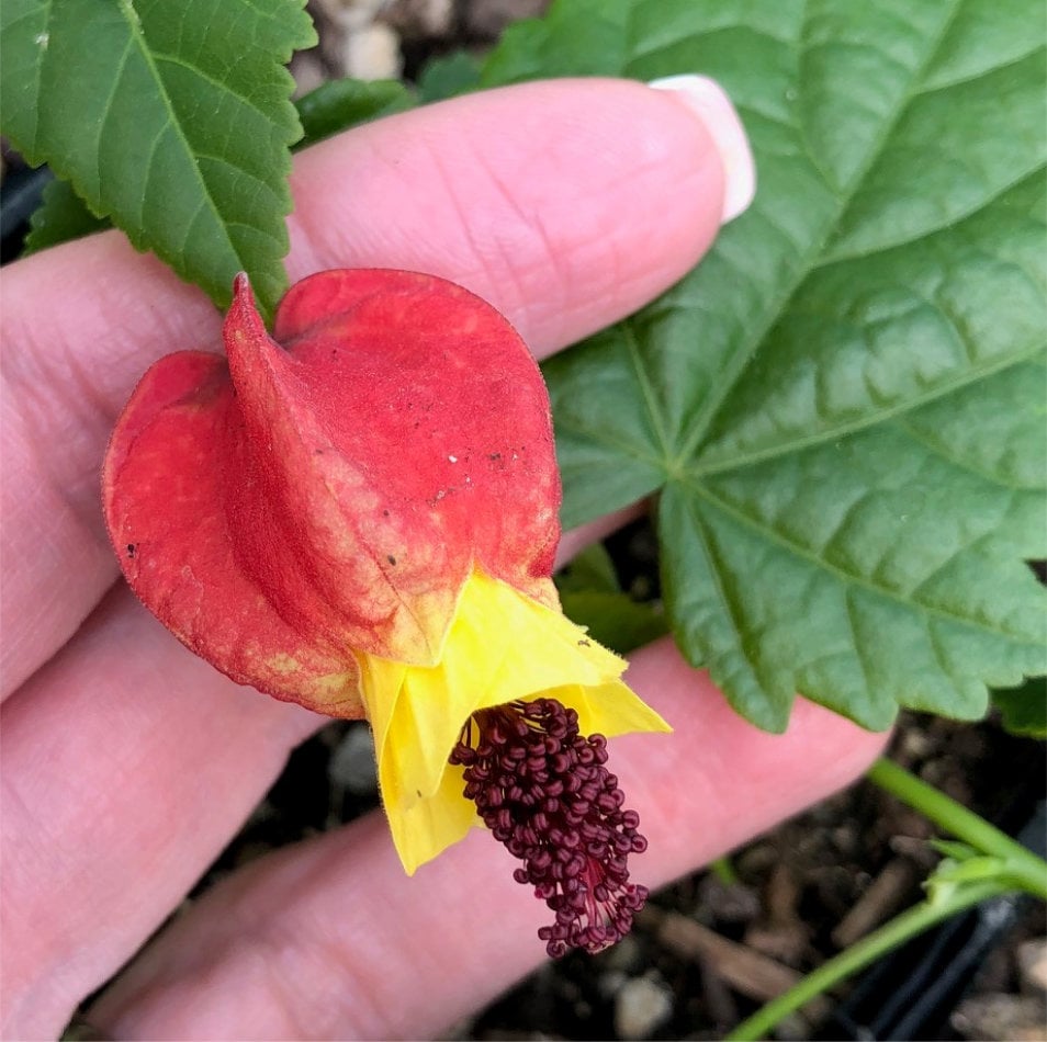 Abutilon megapotamicum - Flowering Maple (4.5" Pot) - Image 3