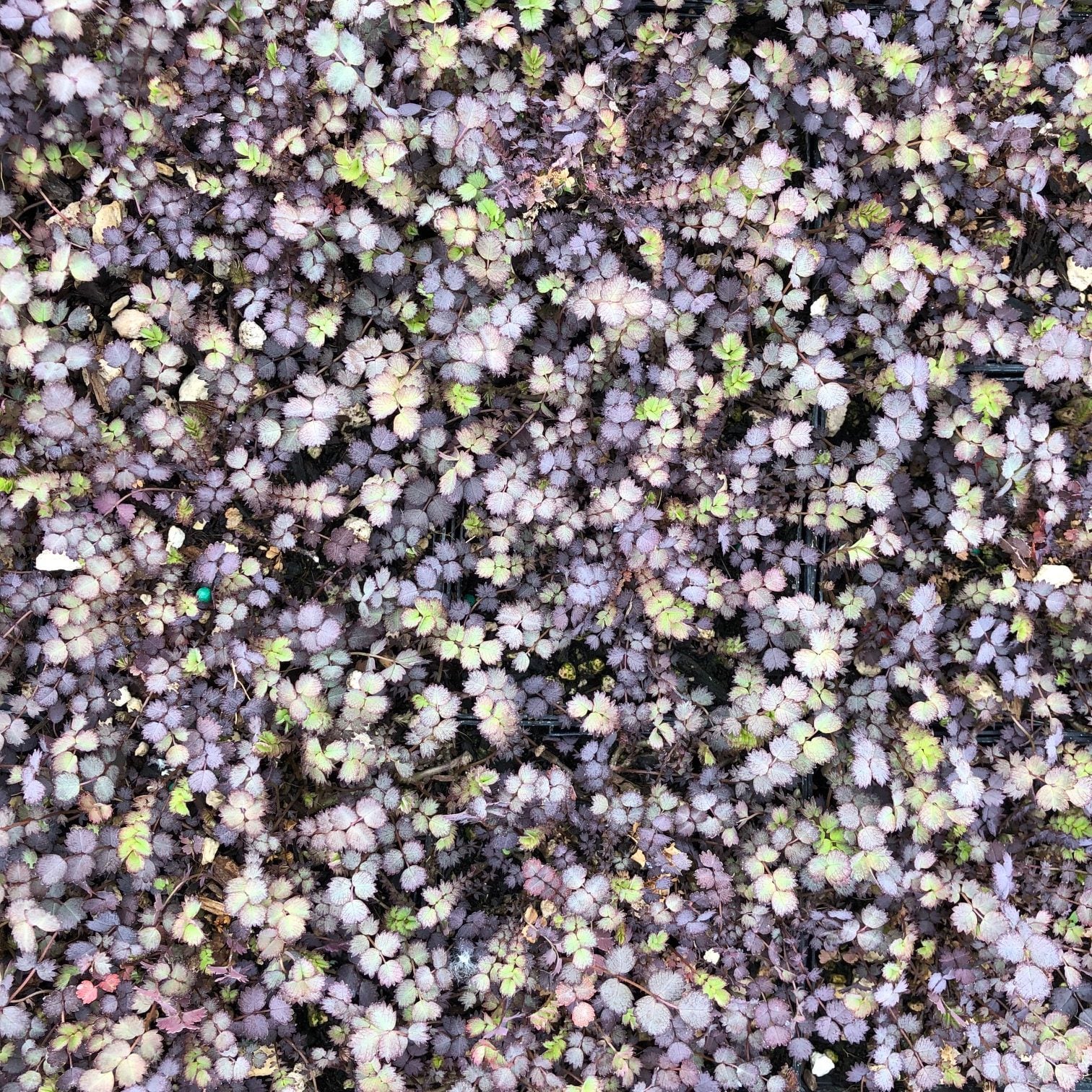 Acaena inermis 'Purpurea' - Purple Goose Leaf (3.5" Pot) - Image 4