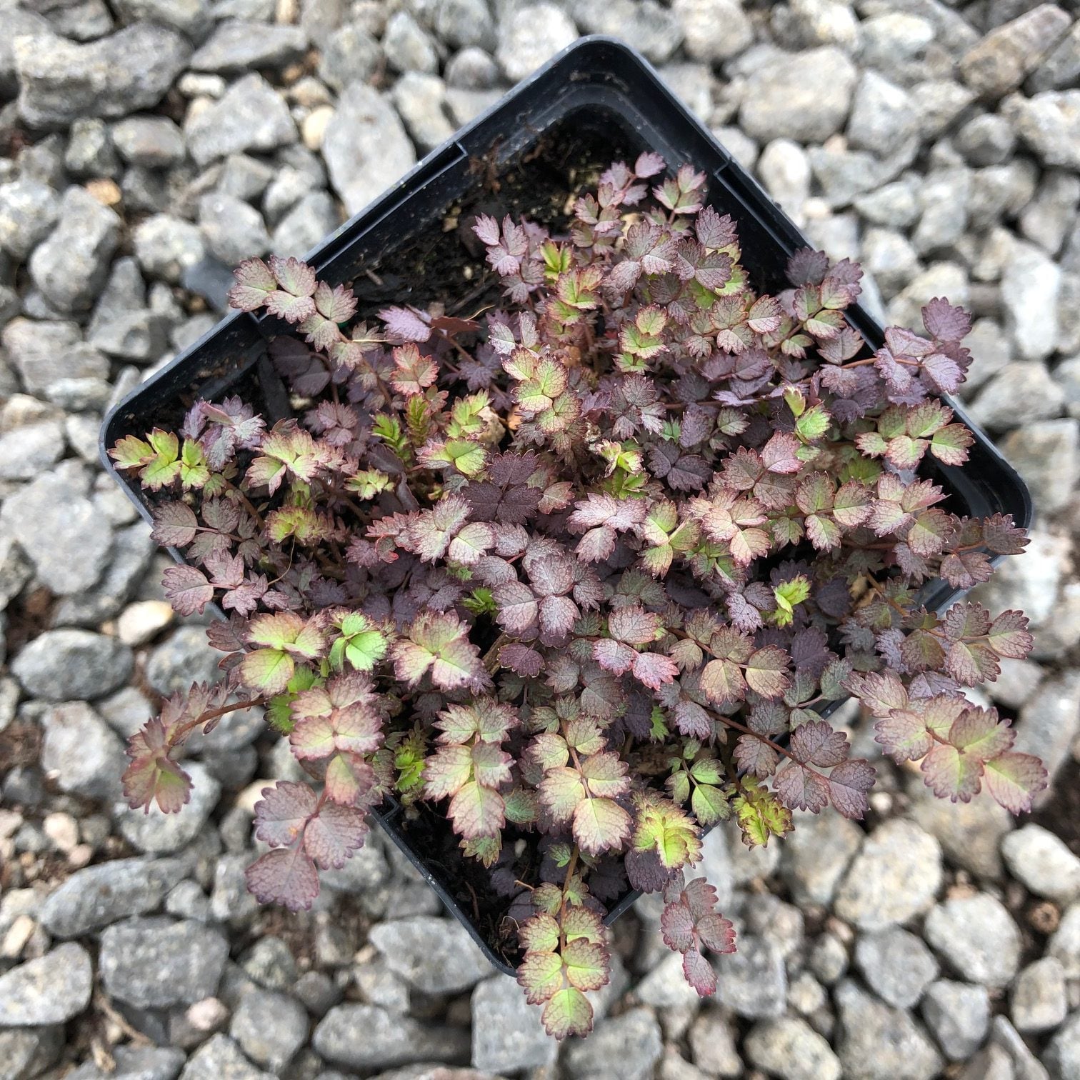Acaena inermis 'Purpurea' - Purple Goose Leaf (3.5" Pot) - Image 3