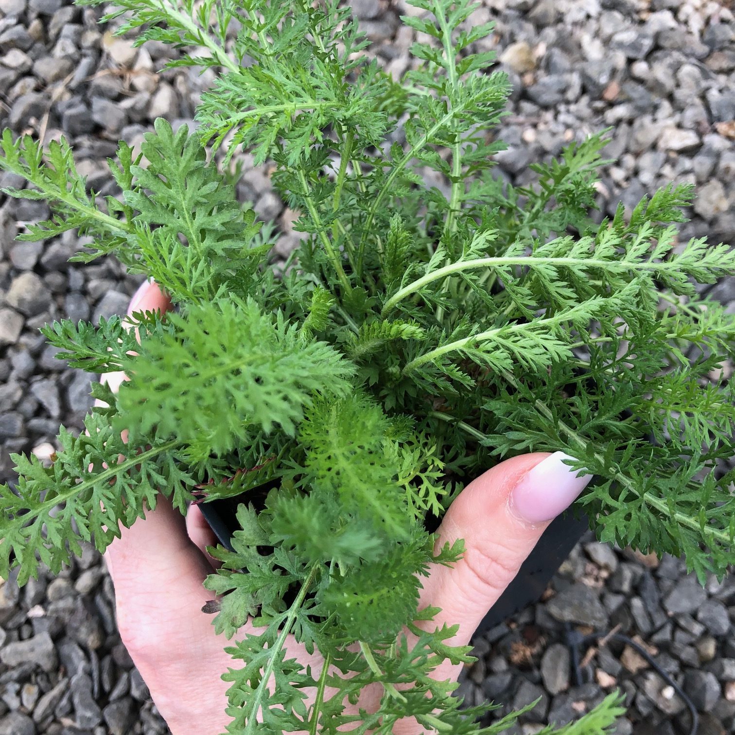 Achillea millefolium 'Lilac Shades' - Yarrow (4" Pot) - Image 2