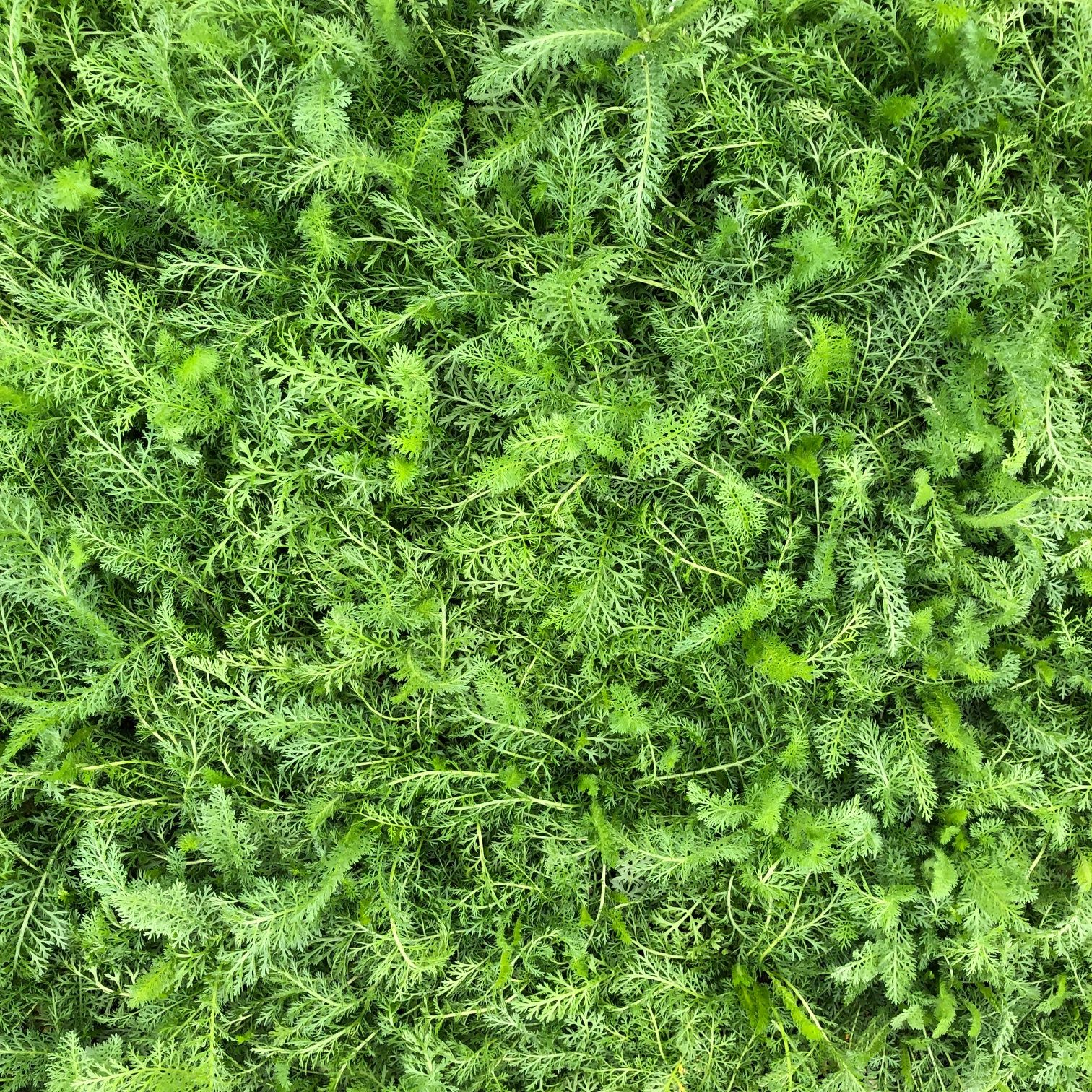 Achillea millefolium 'Lilac Shades' - Yarrow (4" Pot) - Image 4