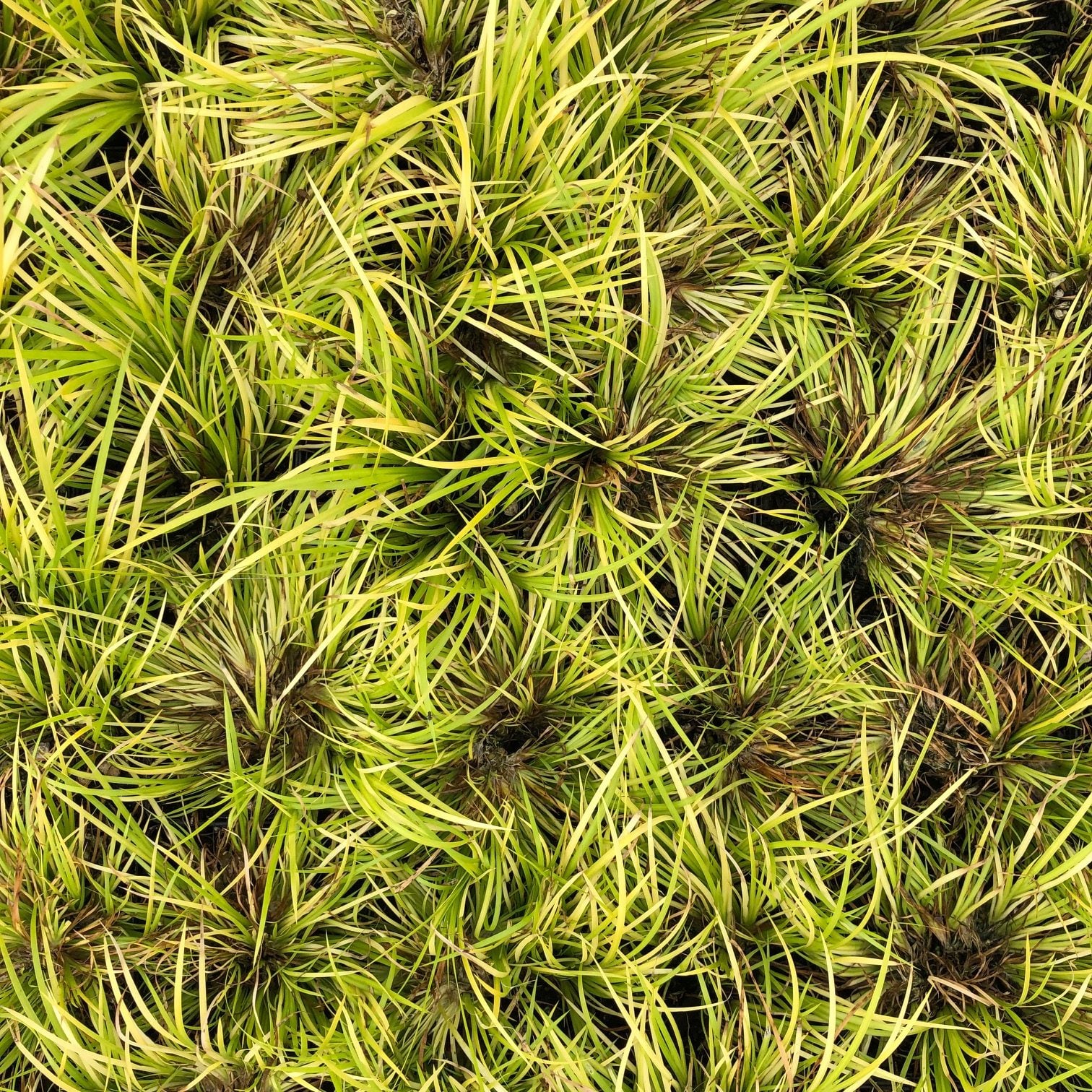 Acorus gramineus 'Minimus Aureus' - Miniature Sweet Flag (3.5" Pot) - Image 2
