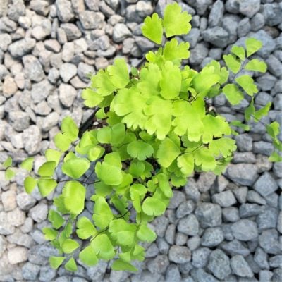 Adiantum capillus-veneris - Black Maidenhair Fern (3.5" Pot)