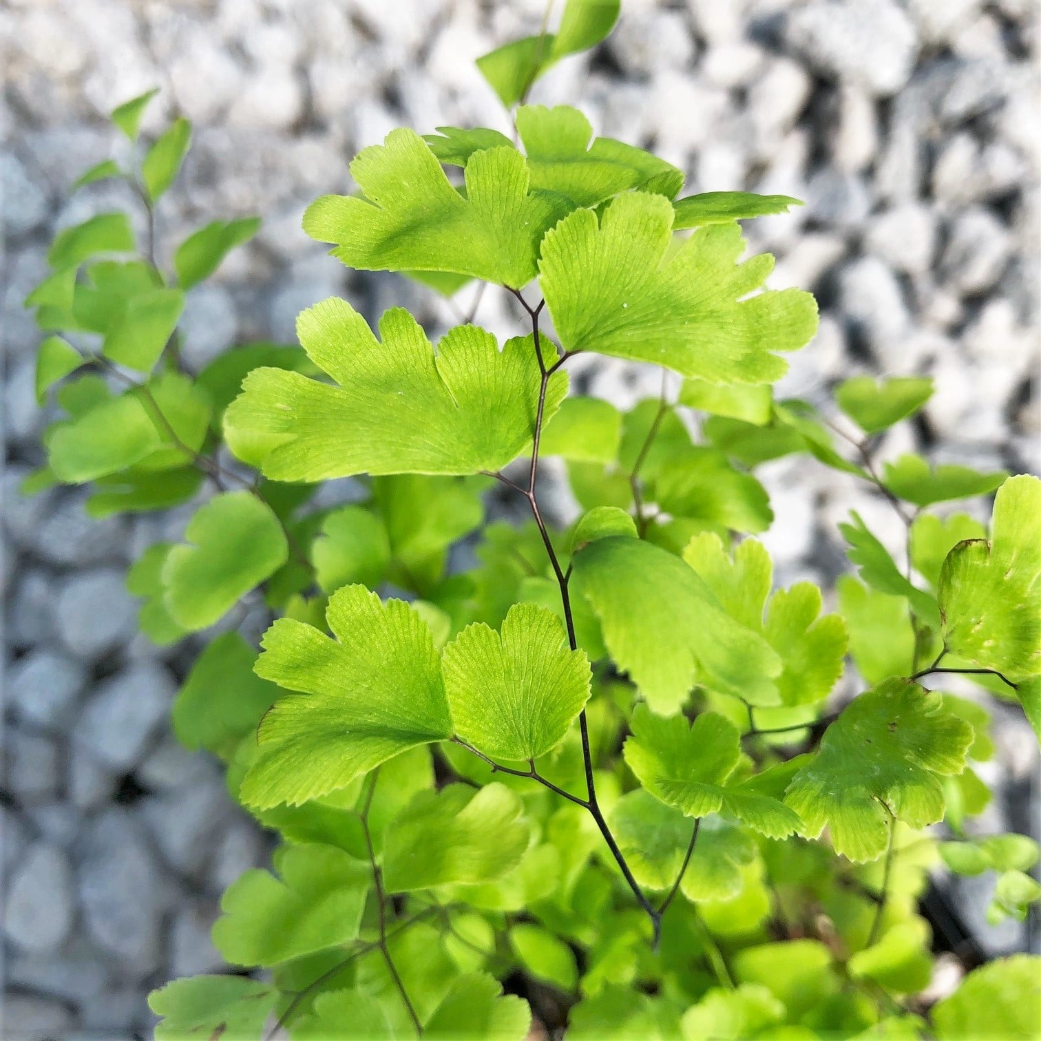 Adiantum capillus-veneris - Black Maidenhair Fern (3.5" Pot) - Image 2