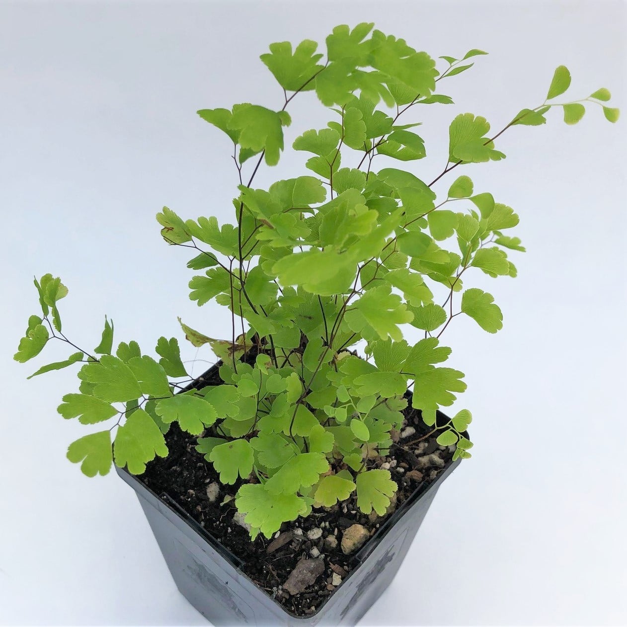 Adiantum capillus-veneris - Black Maidenhair Fern (3.5" Pot) - Image 3