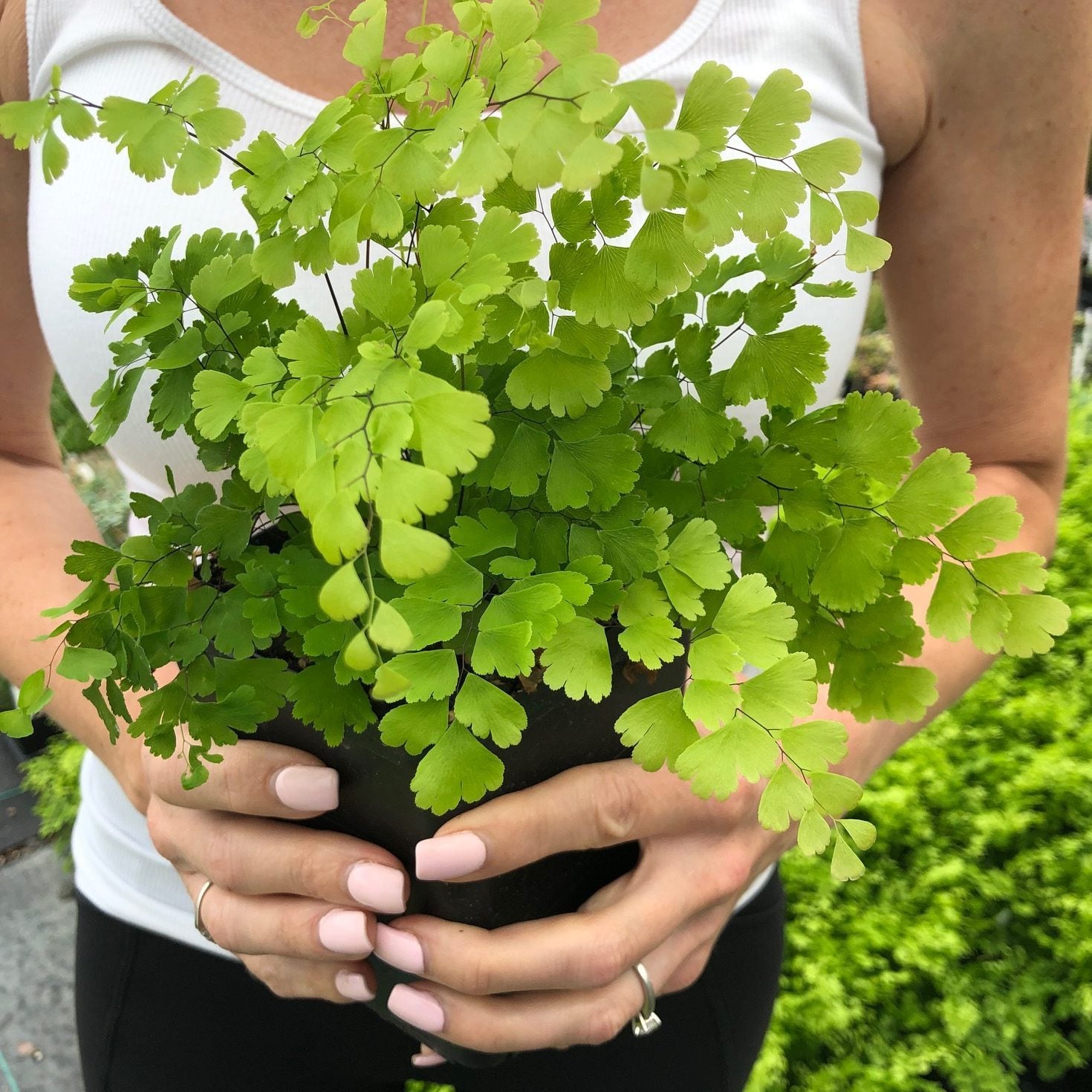 Adiantum raddianum 'Fragrantissimum' (4.5" Pot) | Little Prince of Oregon  Nursery