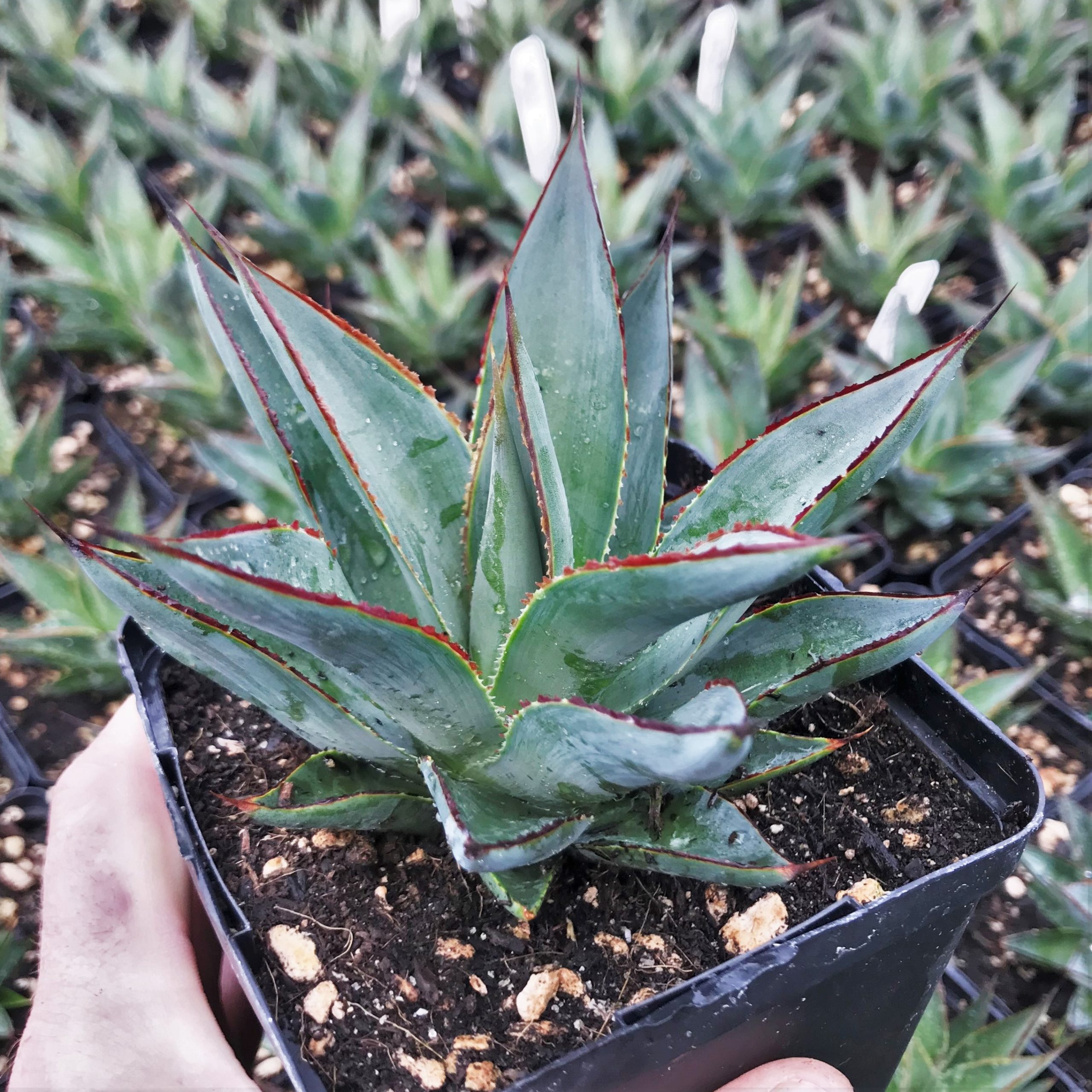 Agave 'Blue Glow'™ - Century Plant (4.5" Pot)