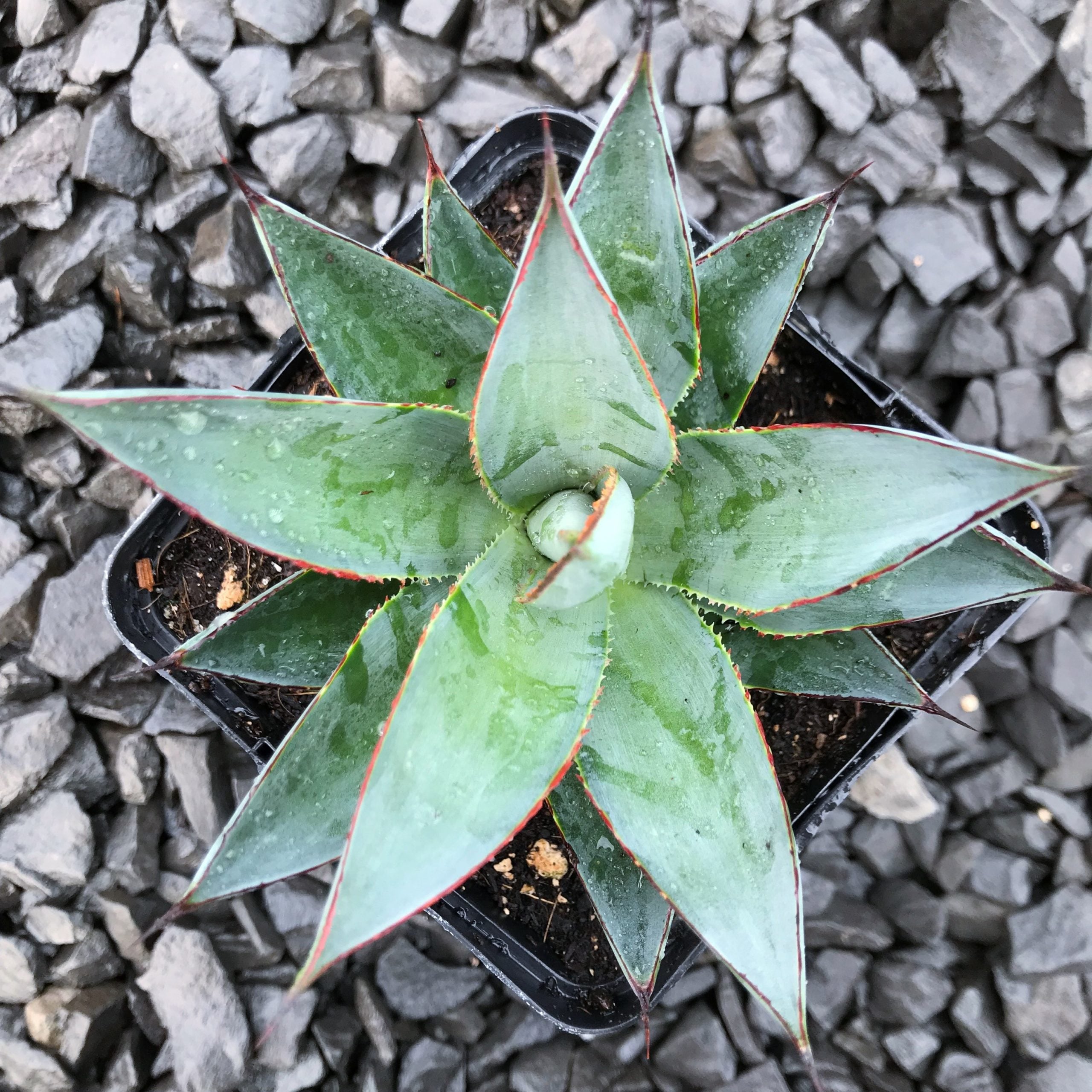 Agave 'Blue Glow'™ - Century Plant (4.5" Pot) - Image 2