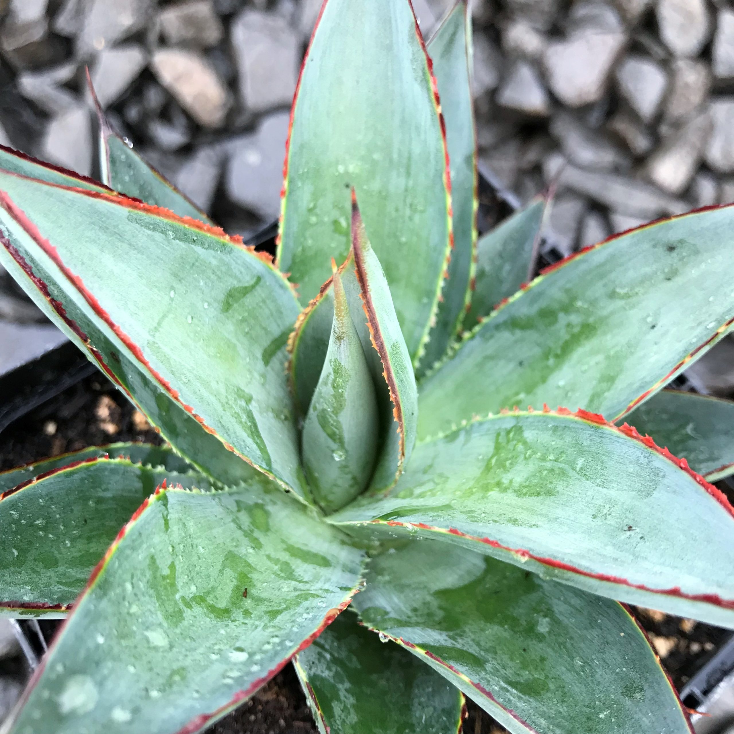 Agave 'Blue Glow'™ - Century Plant (4.5" Pot) - Image 3
