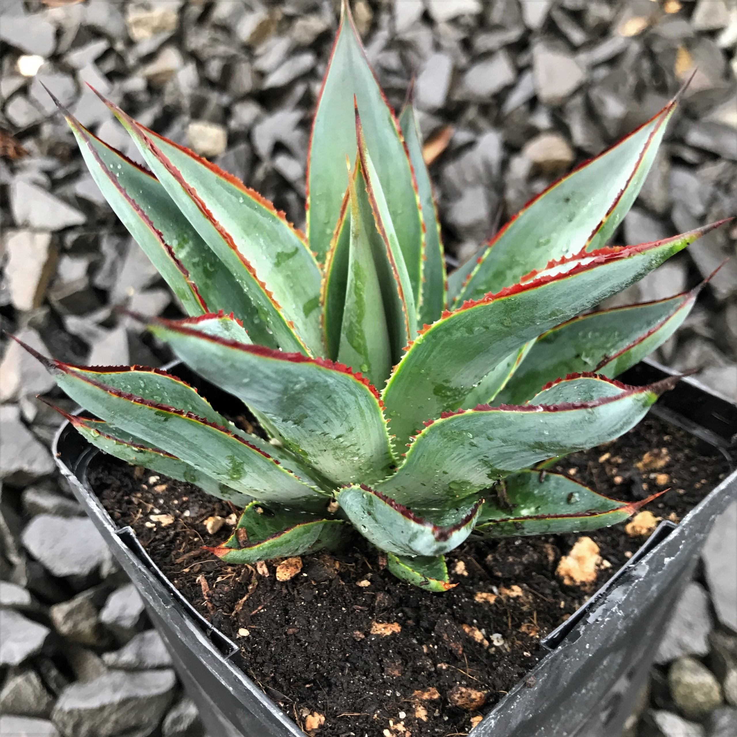 Agave 'Blue Glow'™ - Century Plant (4.5" Pot) - Image 4