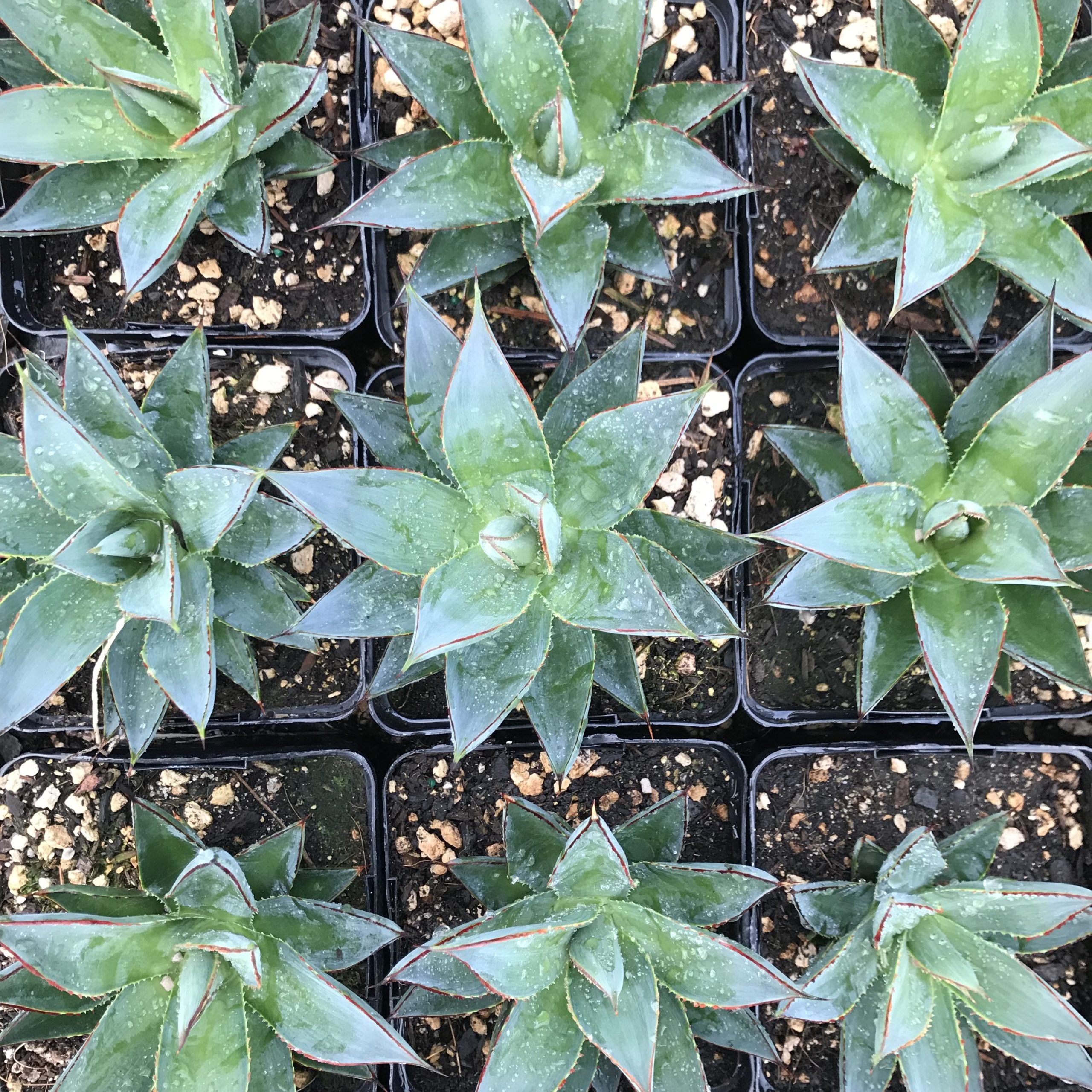 Agave 'Blue Glow'™ - Century Plant (4.5" Pot) - Image 5