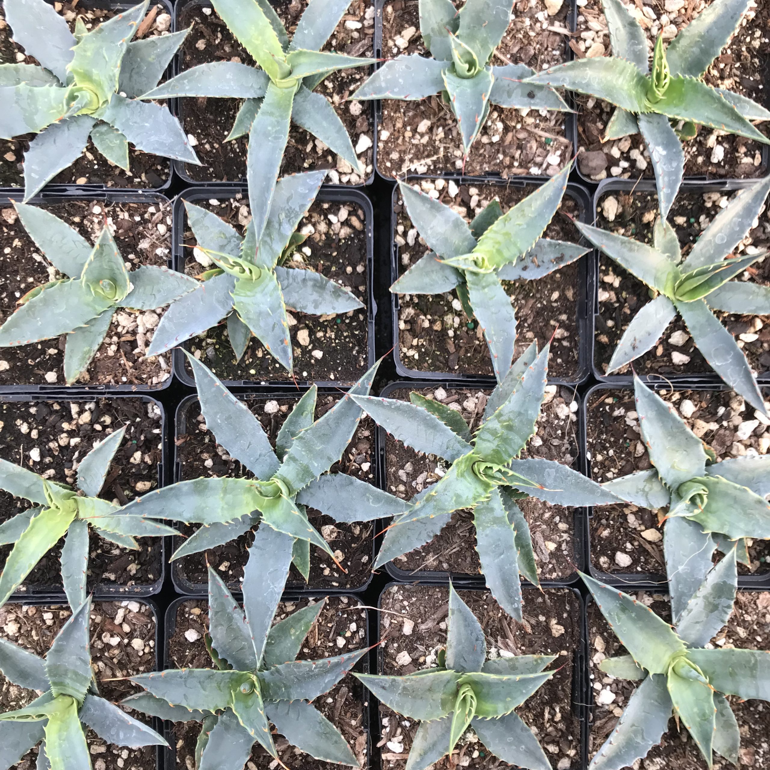 Agave chrysantha - Golden-Flowered Century Plant (4.5" Pot) | Little Prince  of Oregon Nursery