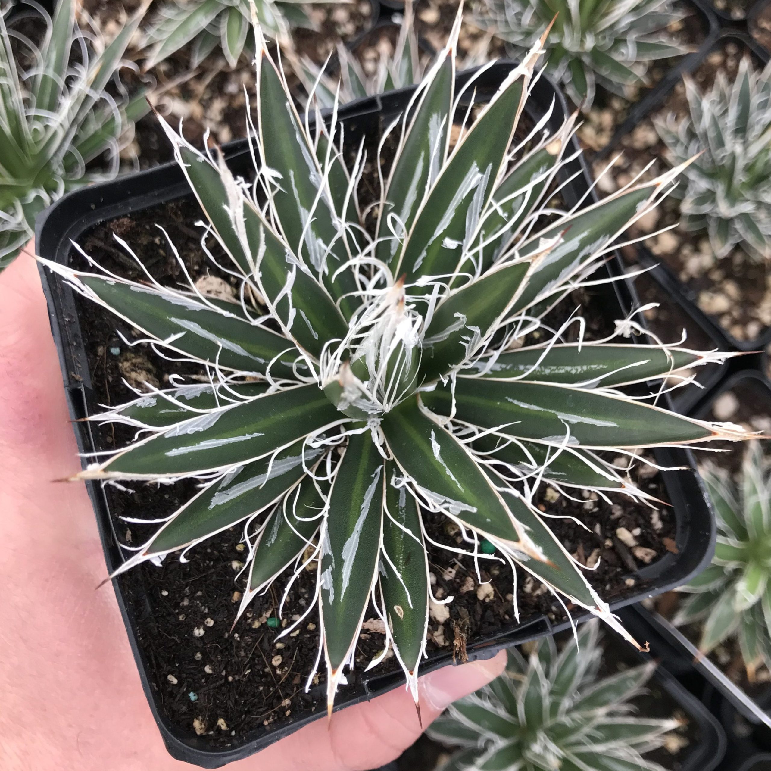 Agave filifera var. schidigera - Maguey Century Plant (4.5" Pot)
