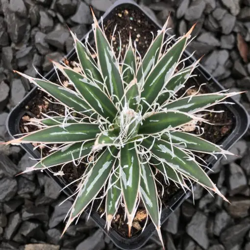 Agave filifera var. schidigera - Maguey Century Plant (4.5" Pot) | Little  Prince of Oregon Nursery