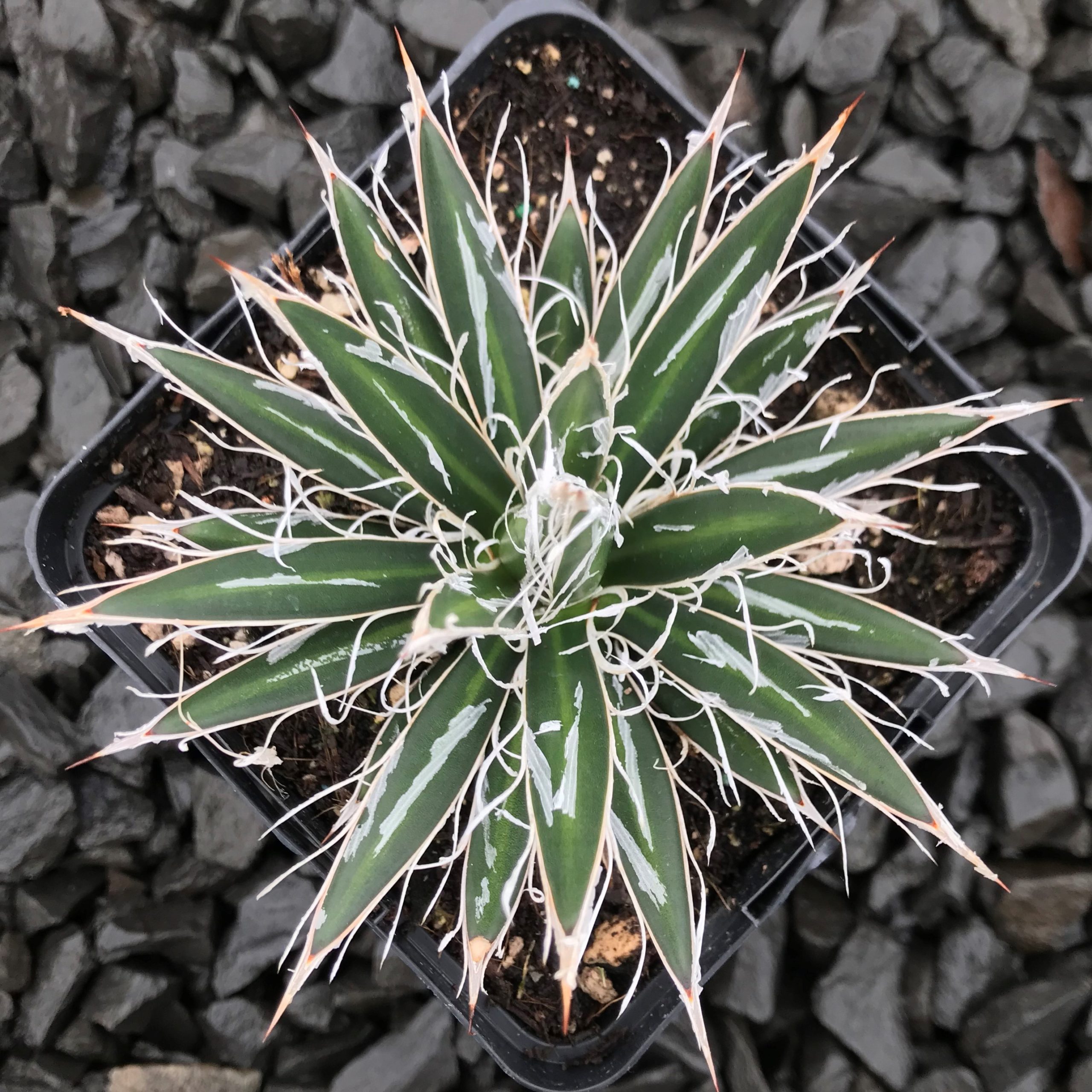 Agave filifera var. schidigera - Maguey Century Plant (4.5" Pot) - Image 2