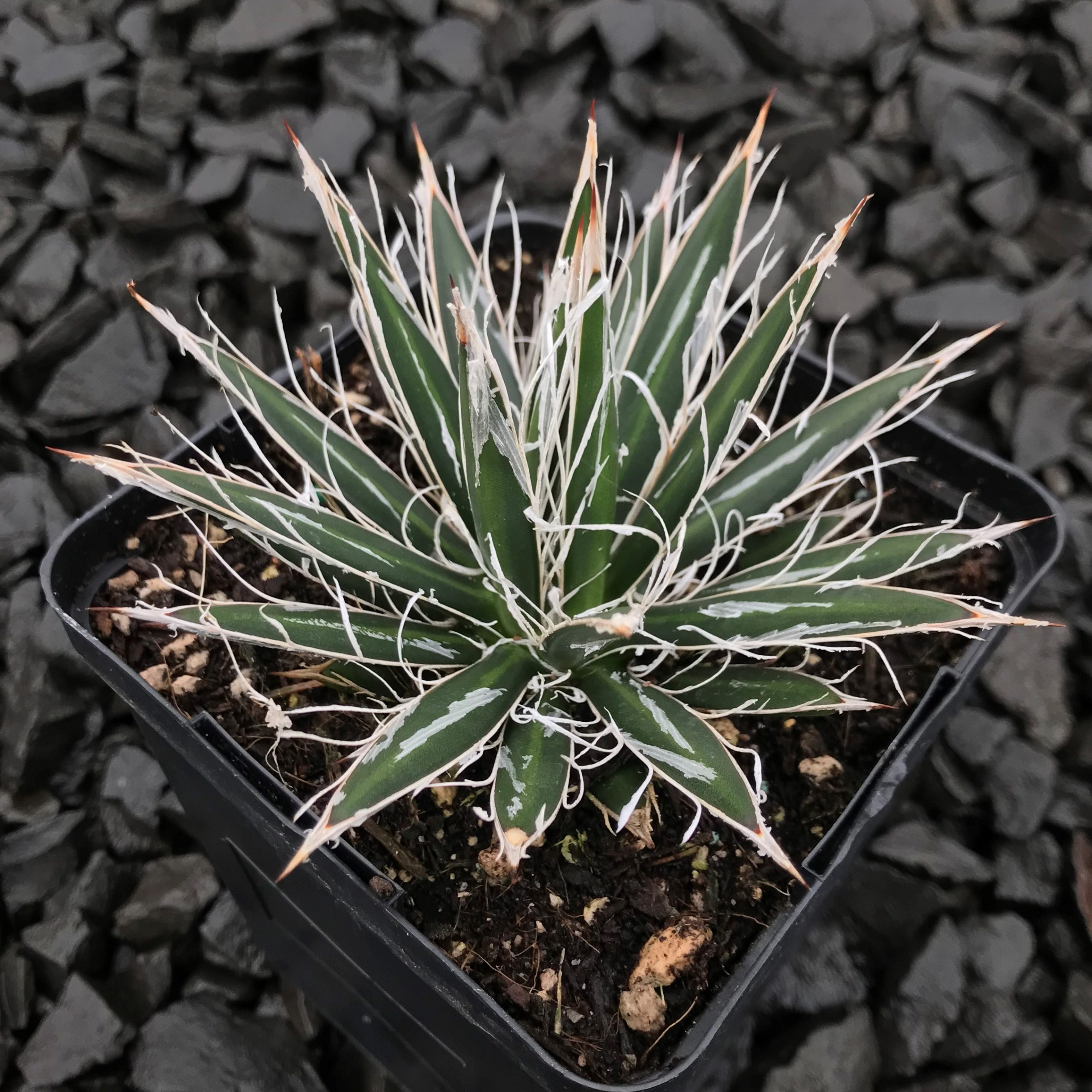 Agave filifera var. schidigera - Maguey Century Plant (4.5" Pot) - Image 3