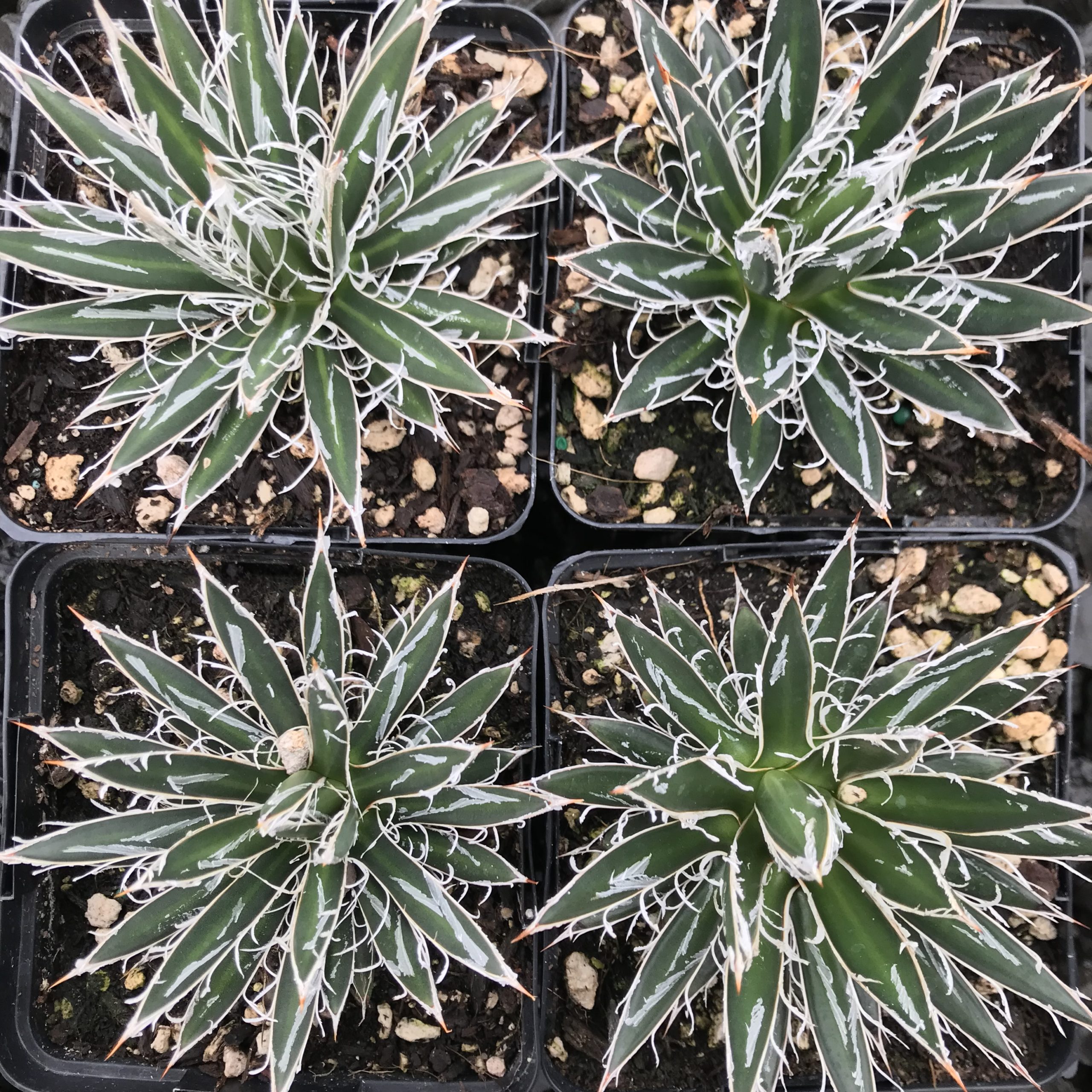 Agave filifera var. schidigera - Maguey Century Plant (4.5" Pot) - Image 4