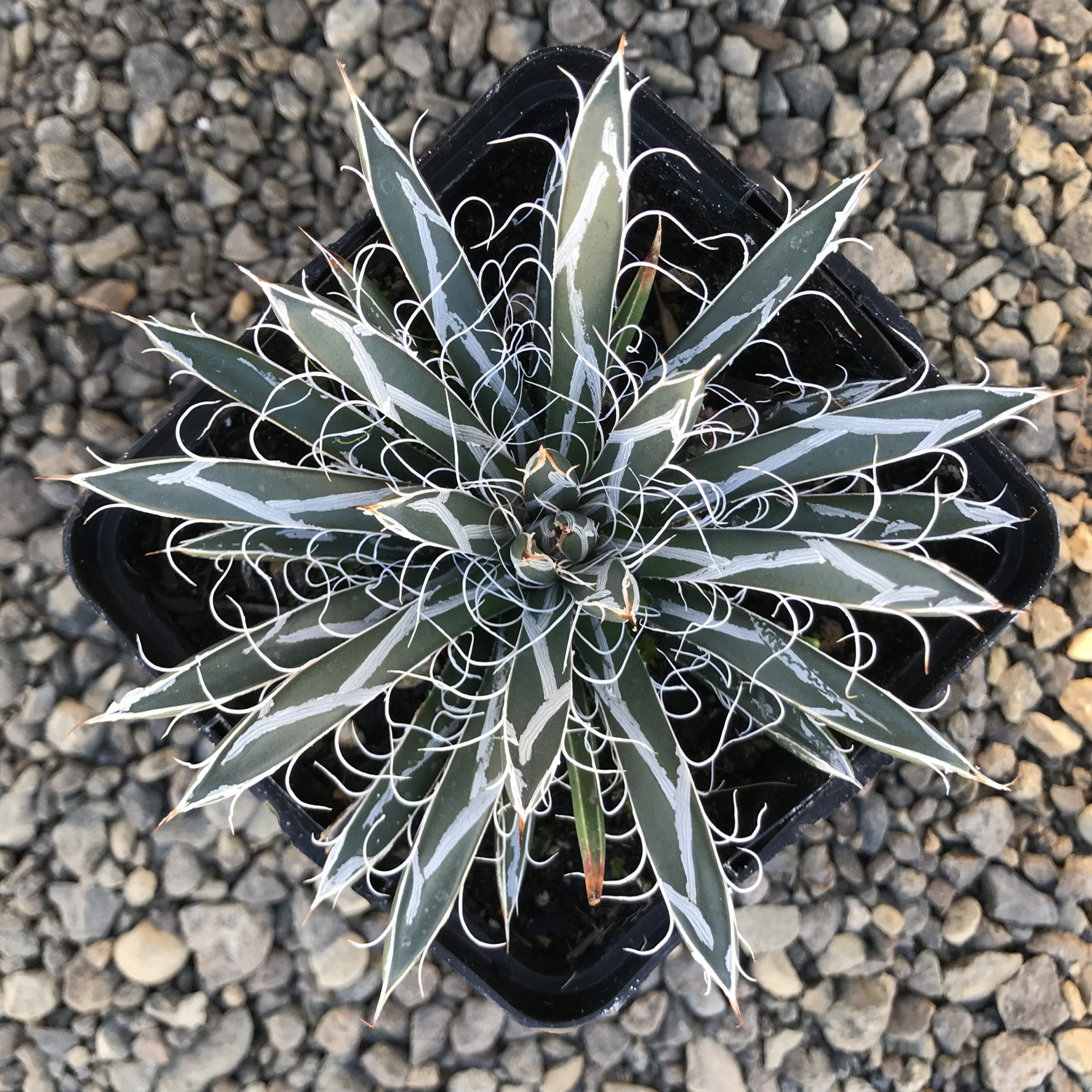 Agave flexiflora - Santa Cruz Century Plant (4.5" Pot)