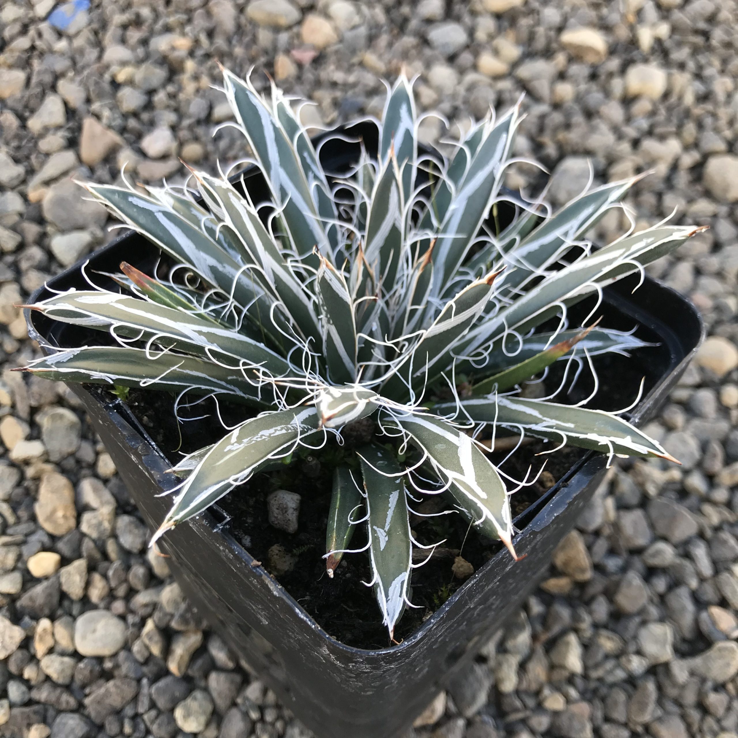 Agave flexiflora - Santa Cruz Century Plant (4.5" Pot) - Image 3