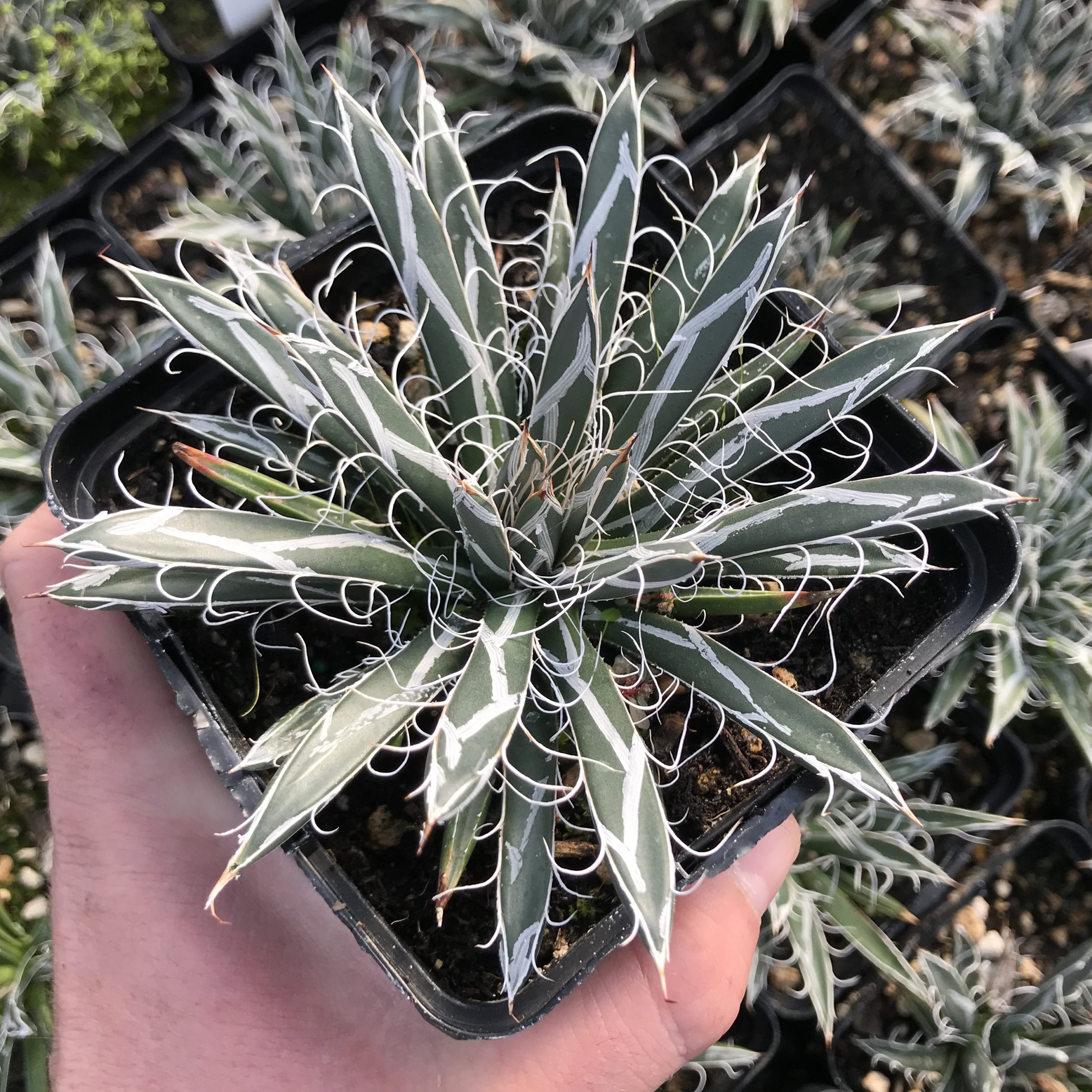 Agave flexiflora - Santa Cruz Century Plant (4.5" Pot) - Image 2