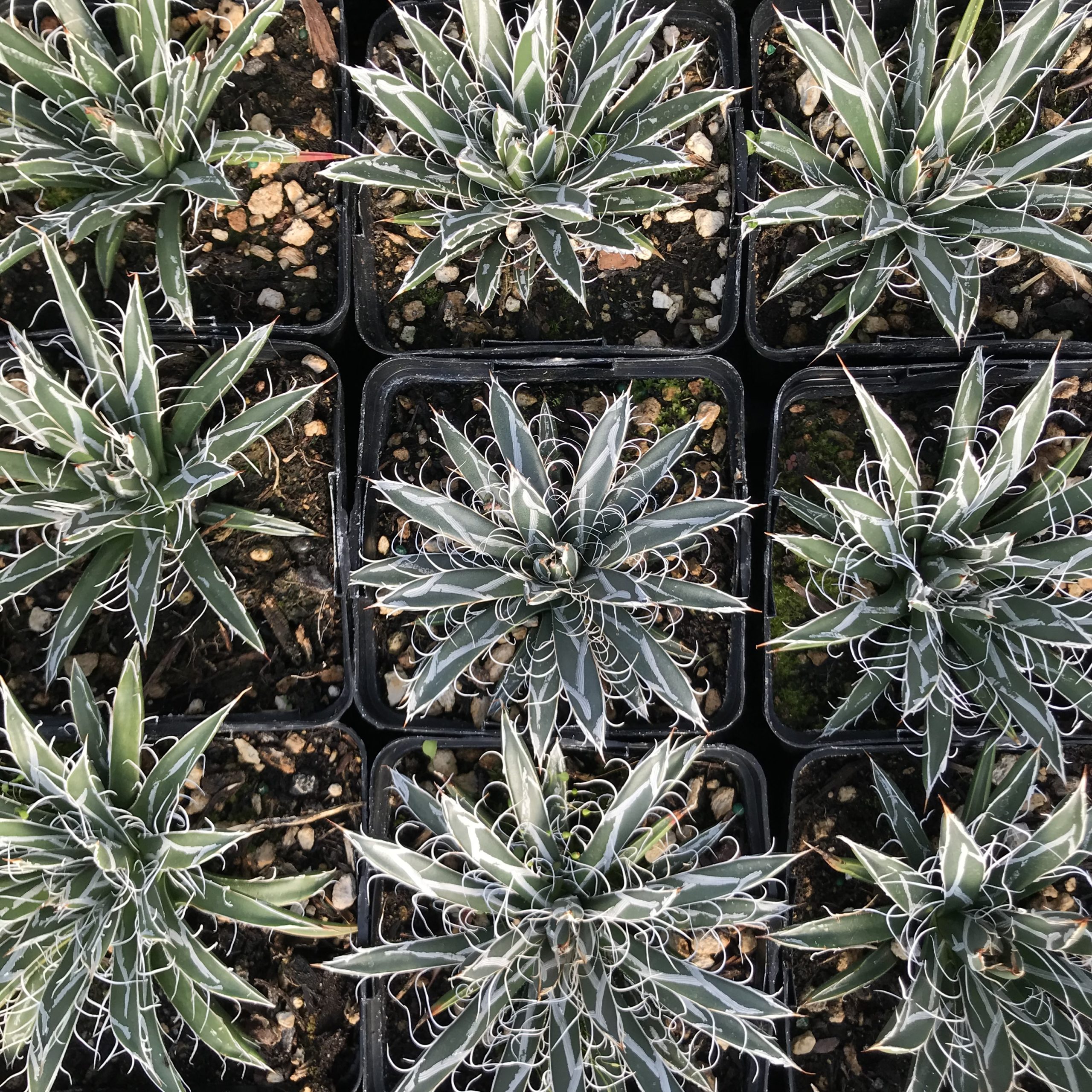 Agave flexiflora - Santa Cruz Century Plant (4.5" Pot) - Image 4