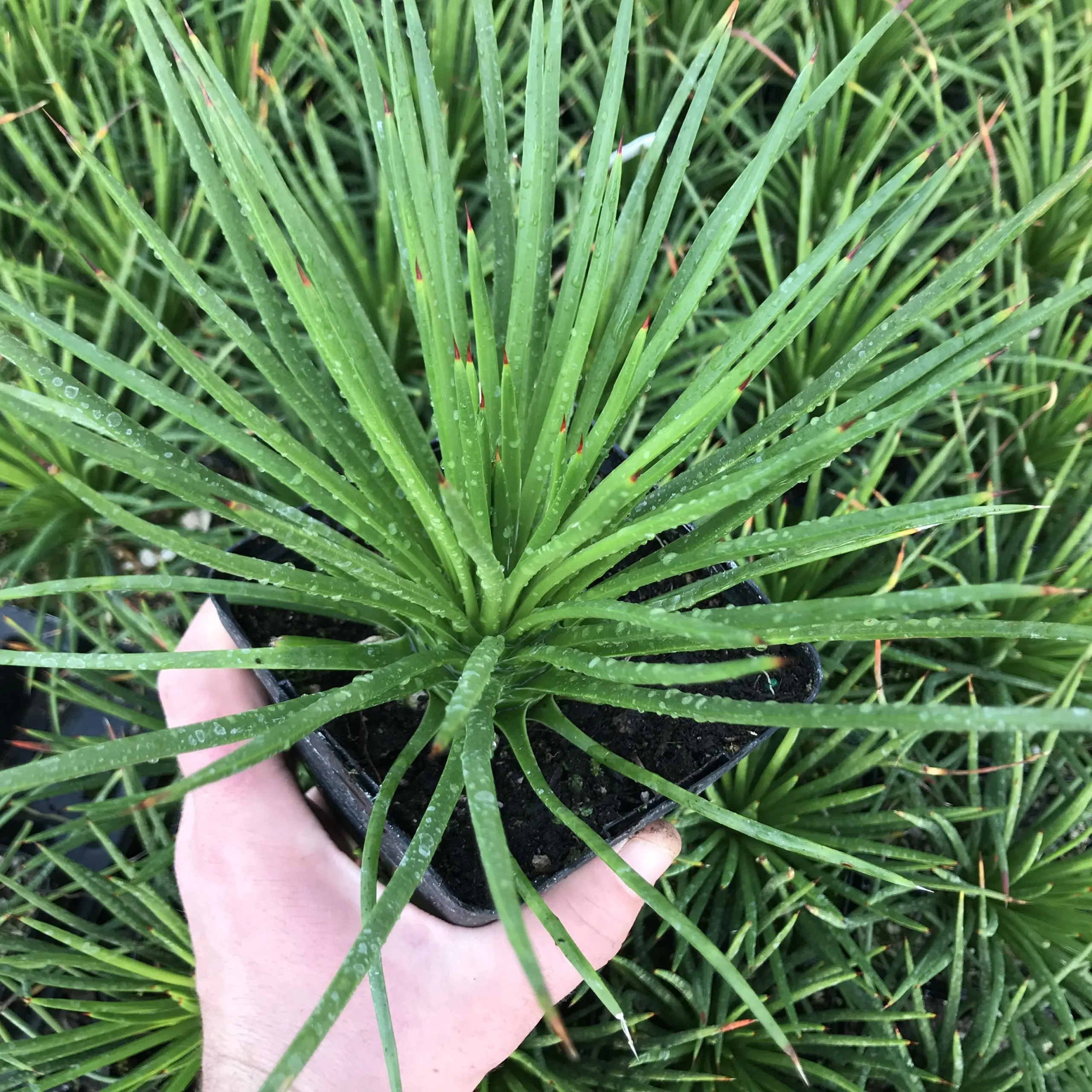 Agave geminiflora - Century Plant (4.5" Pot) | Little Prince of Oregon  Nursery