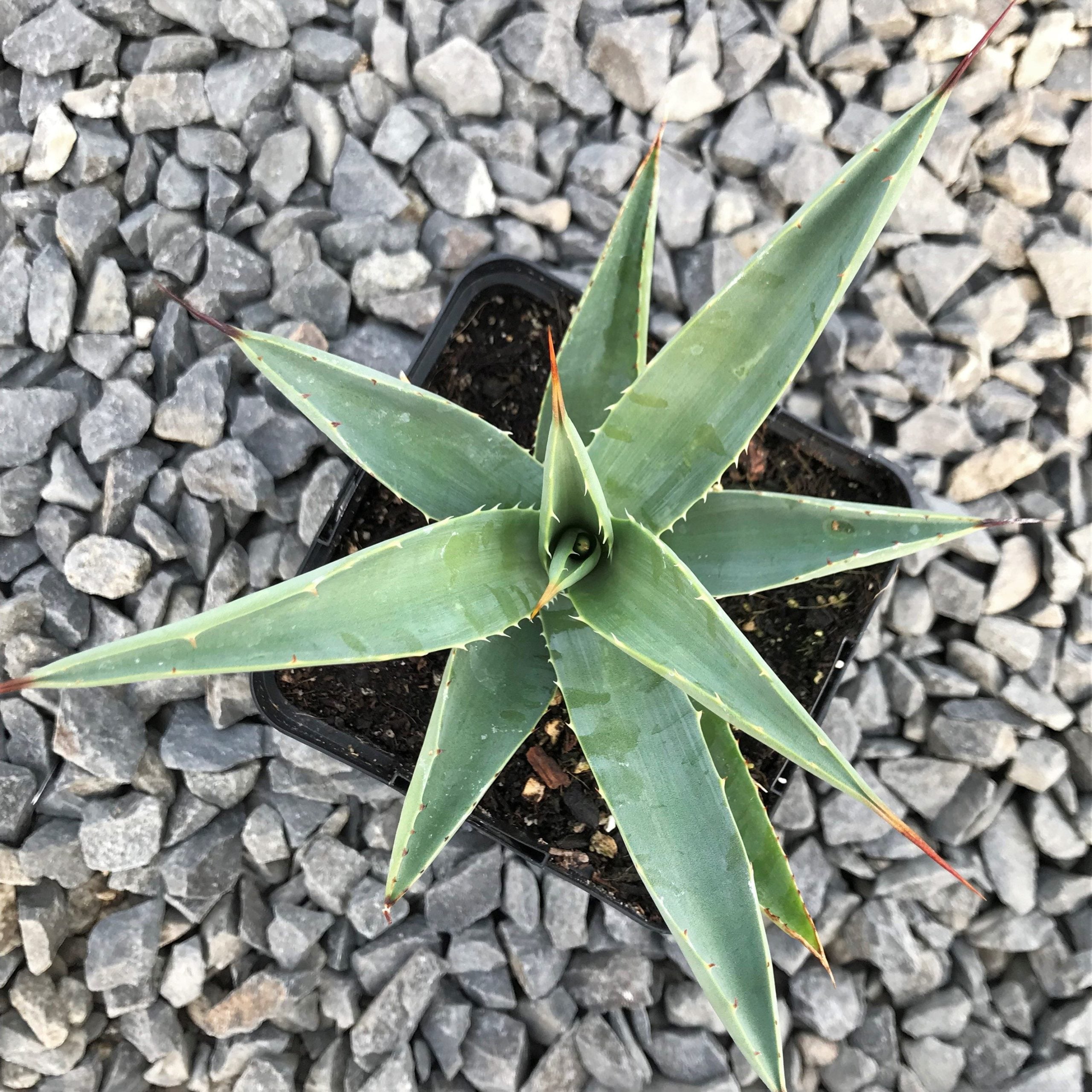 Agave macroacantha - Black Spined Century Plant (4.5" Pot) - Image 3