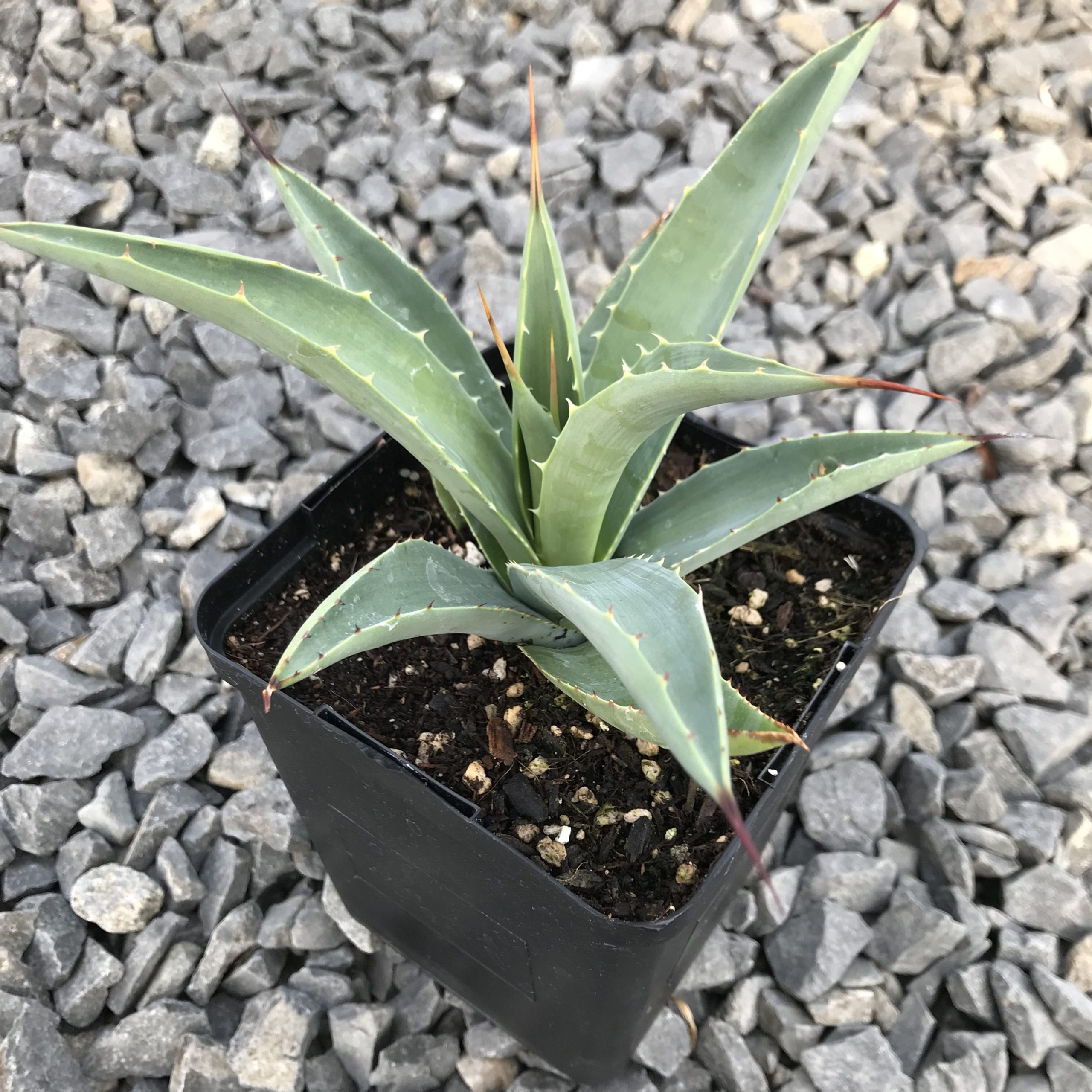 Agave macroacantha - Black Spined Century Plant (4.5" Pot) - Image 4