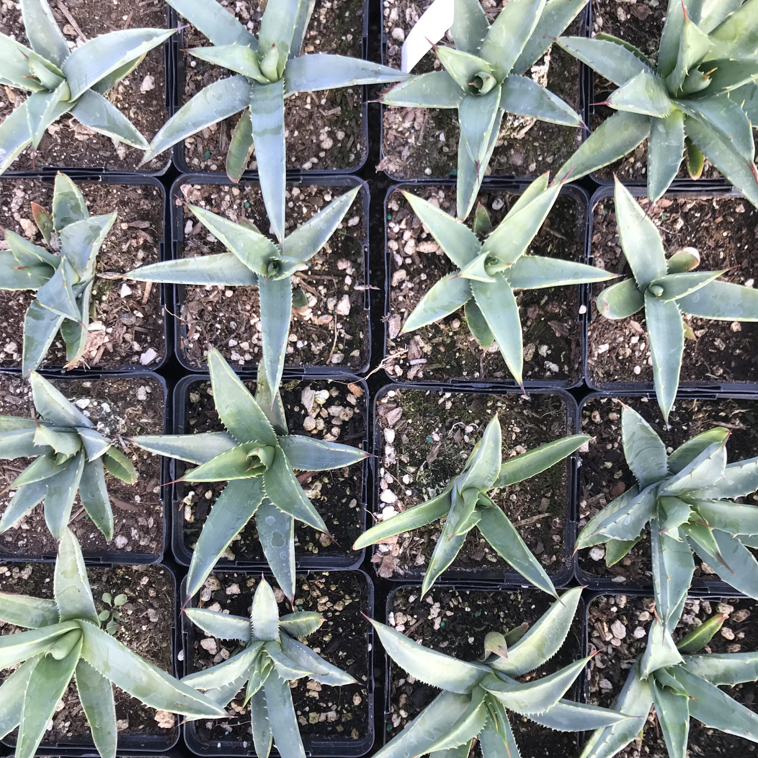 Agave macroacantha - Black Spined Century Plant (4.5" Pot) - Image 5