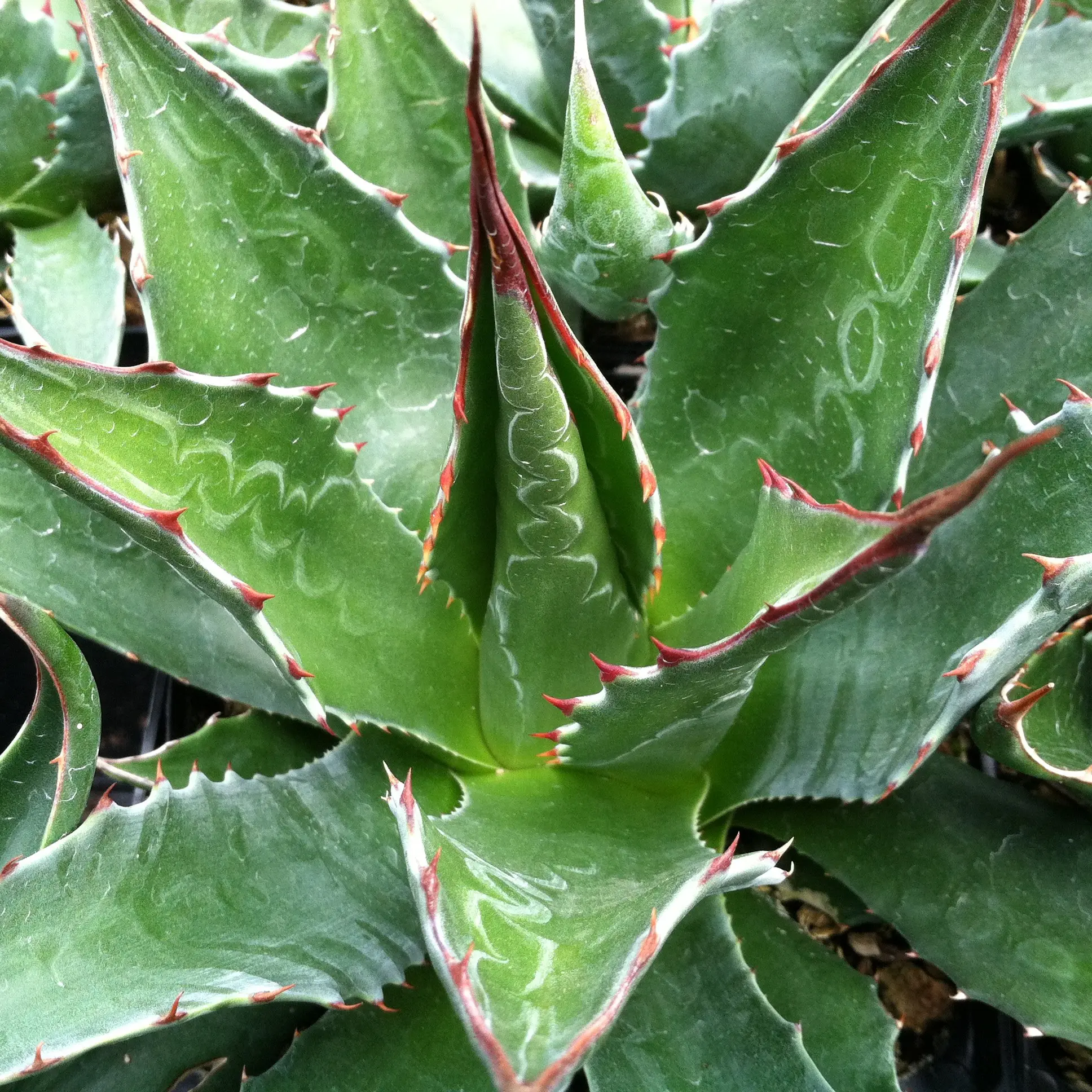 Agave montana - Century Plant (4.5