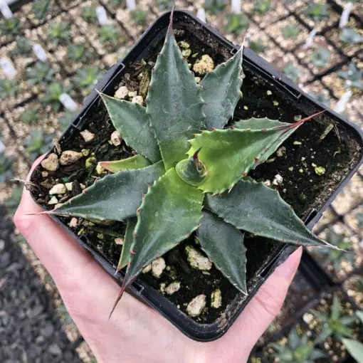 Agave montana - Century Plant (4.5