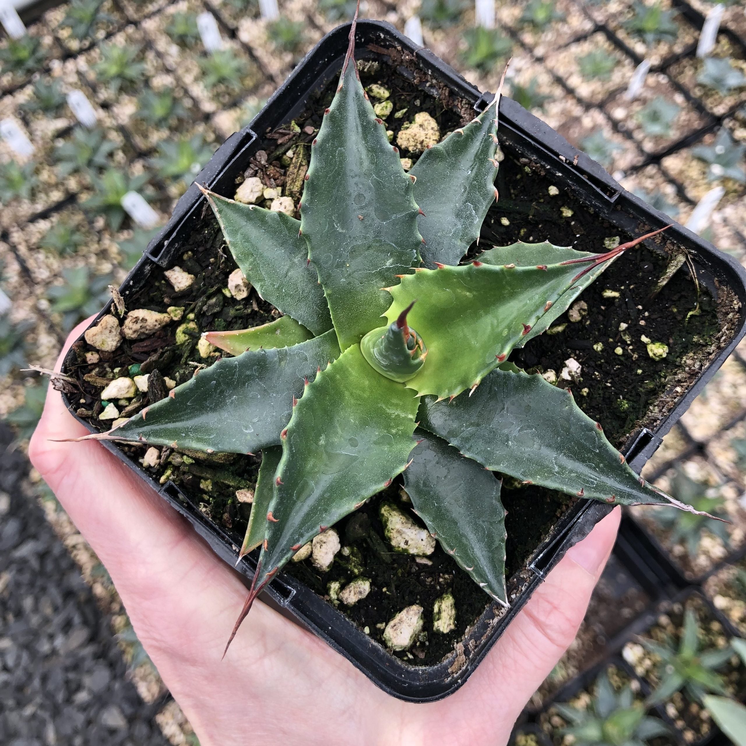 Agave-montana-e1573498306972-