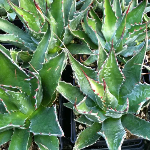 Agave montana - Century Plant (4.5