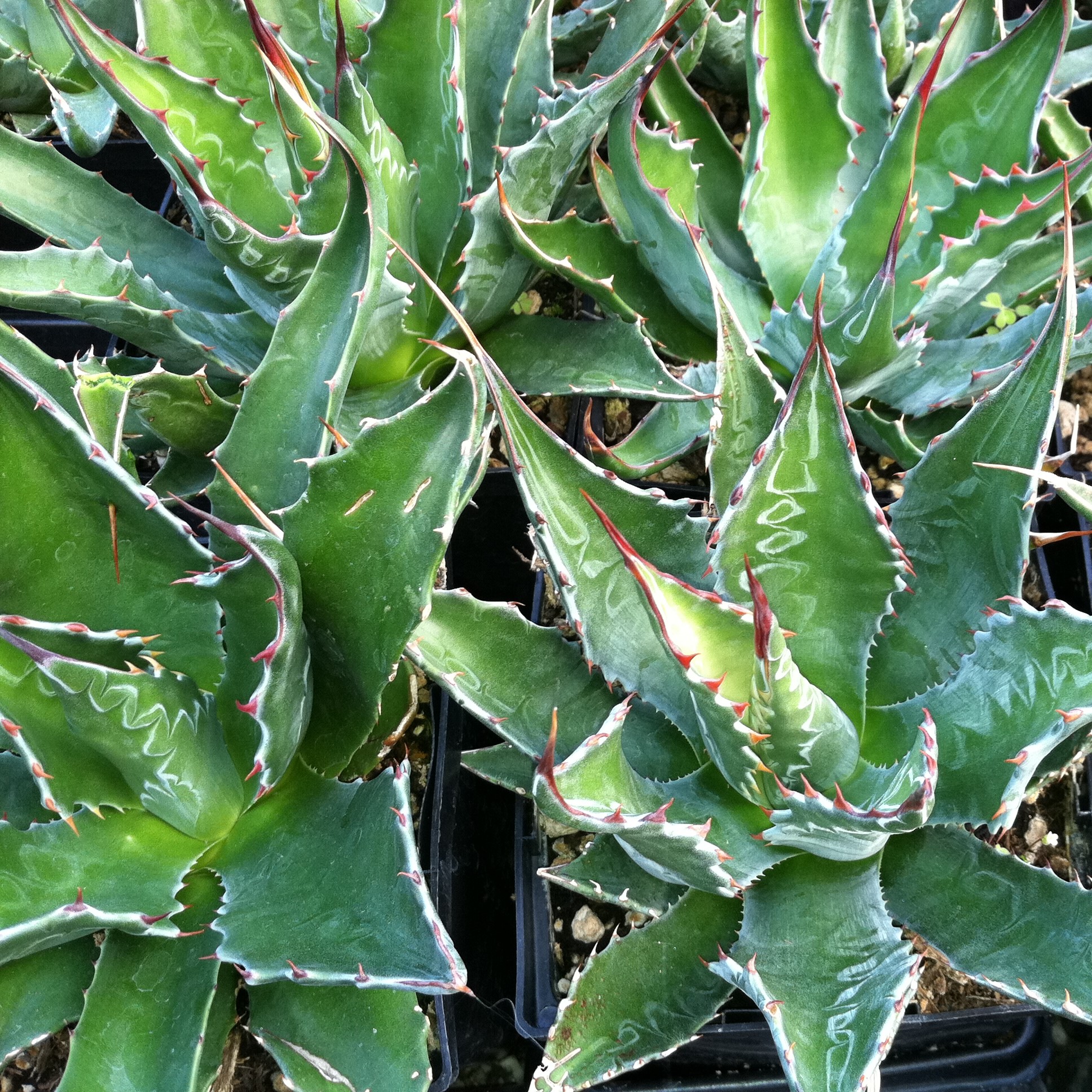 Agave montana - Century Plant (4.5