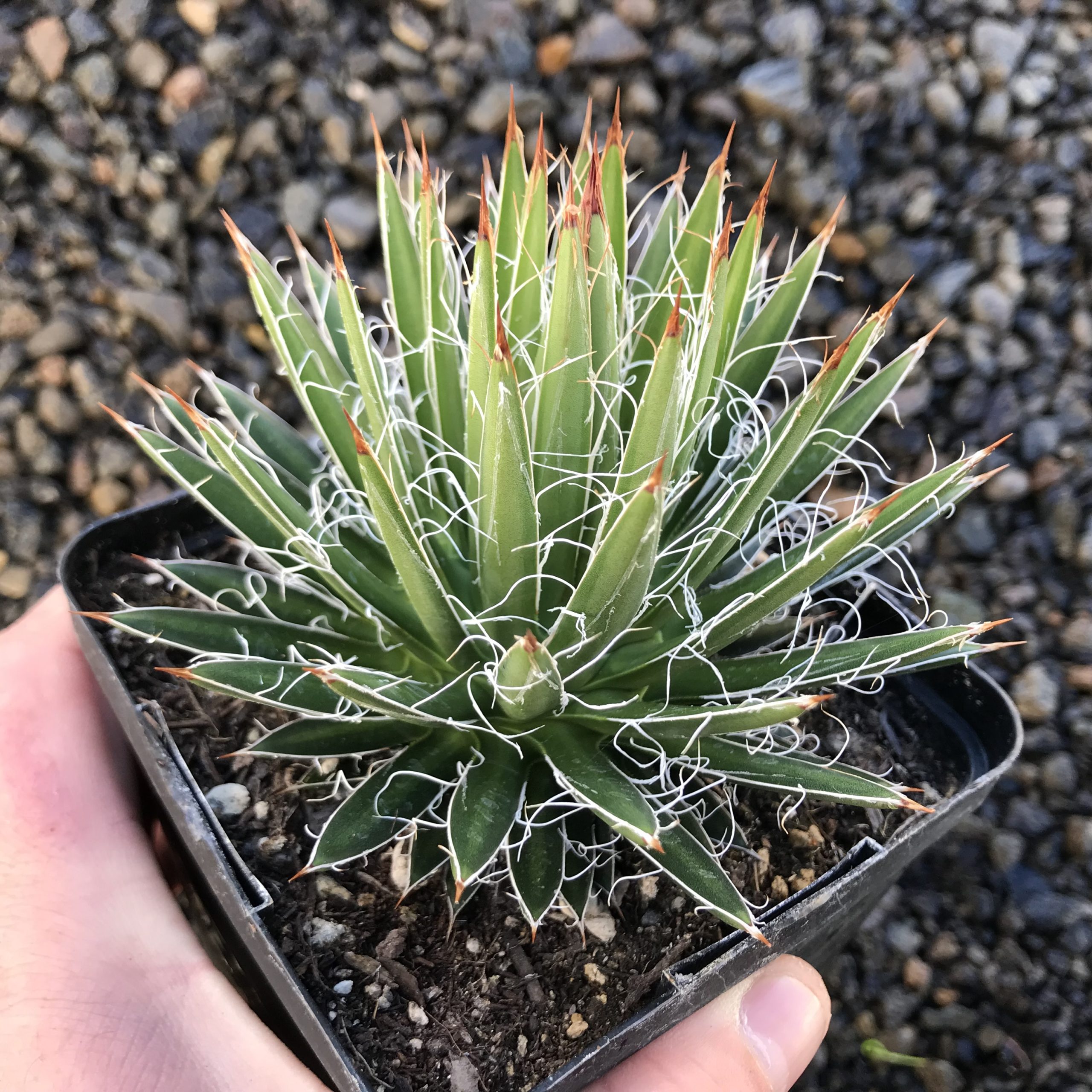 Agave multifilifera - Chahuiqui Century Plant - (4.5" Pot)