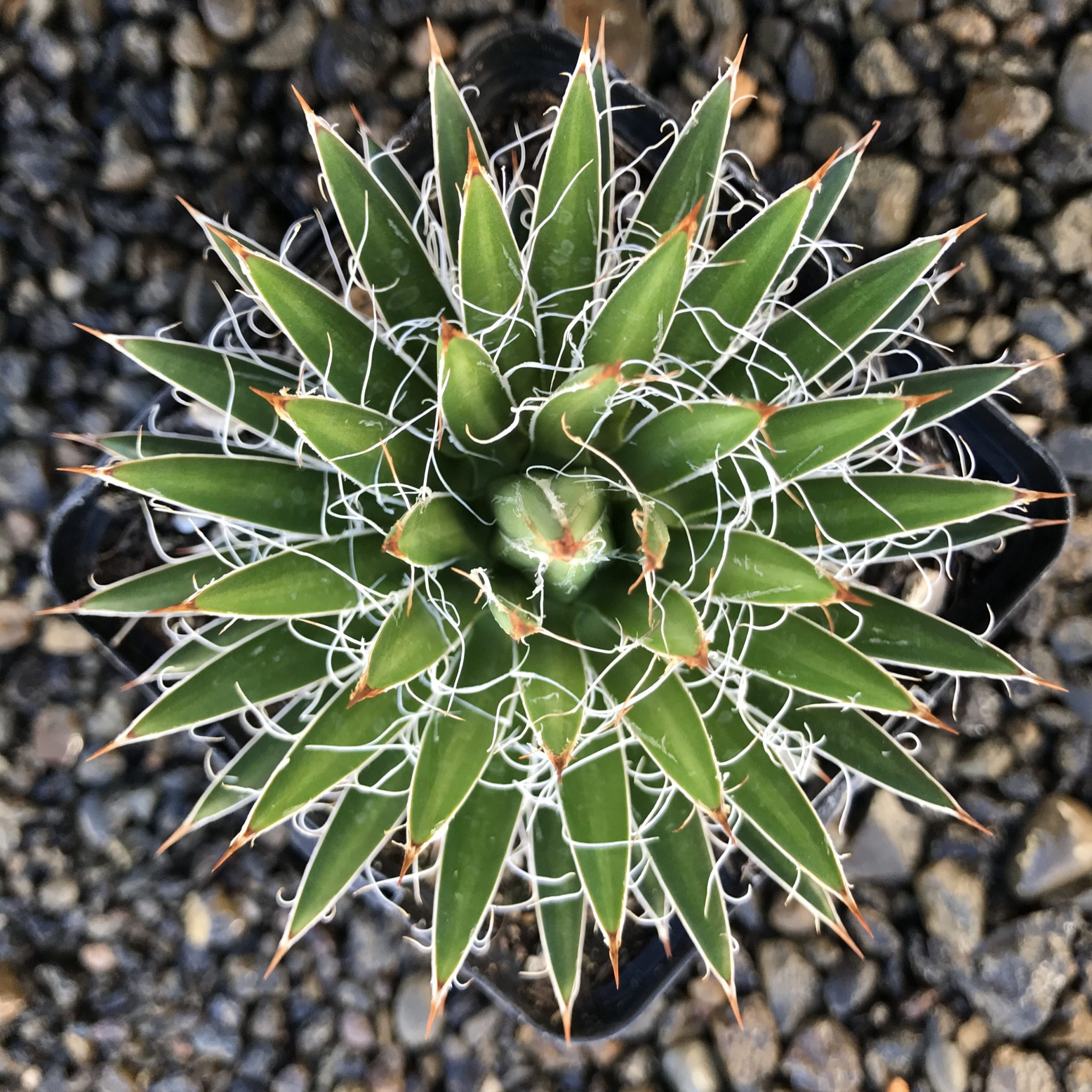 Agave multifilifera - Chahuiqui Century Plant - (4.5" Pot) - Image 2