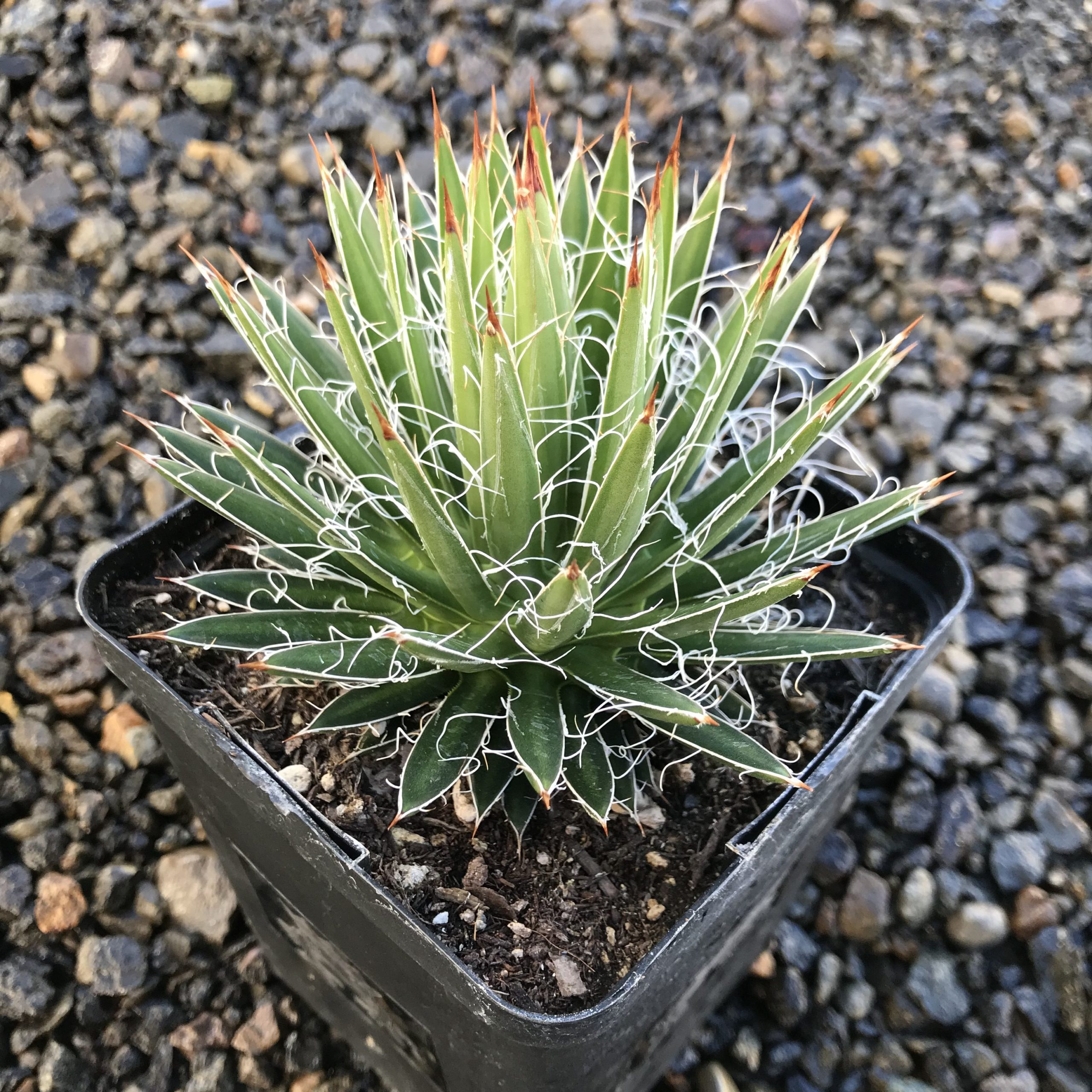 Agave multifilifera - Chahuiqui Century Plant - (4.5" Pot) - Image 3