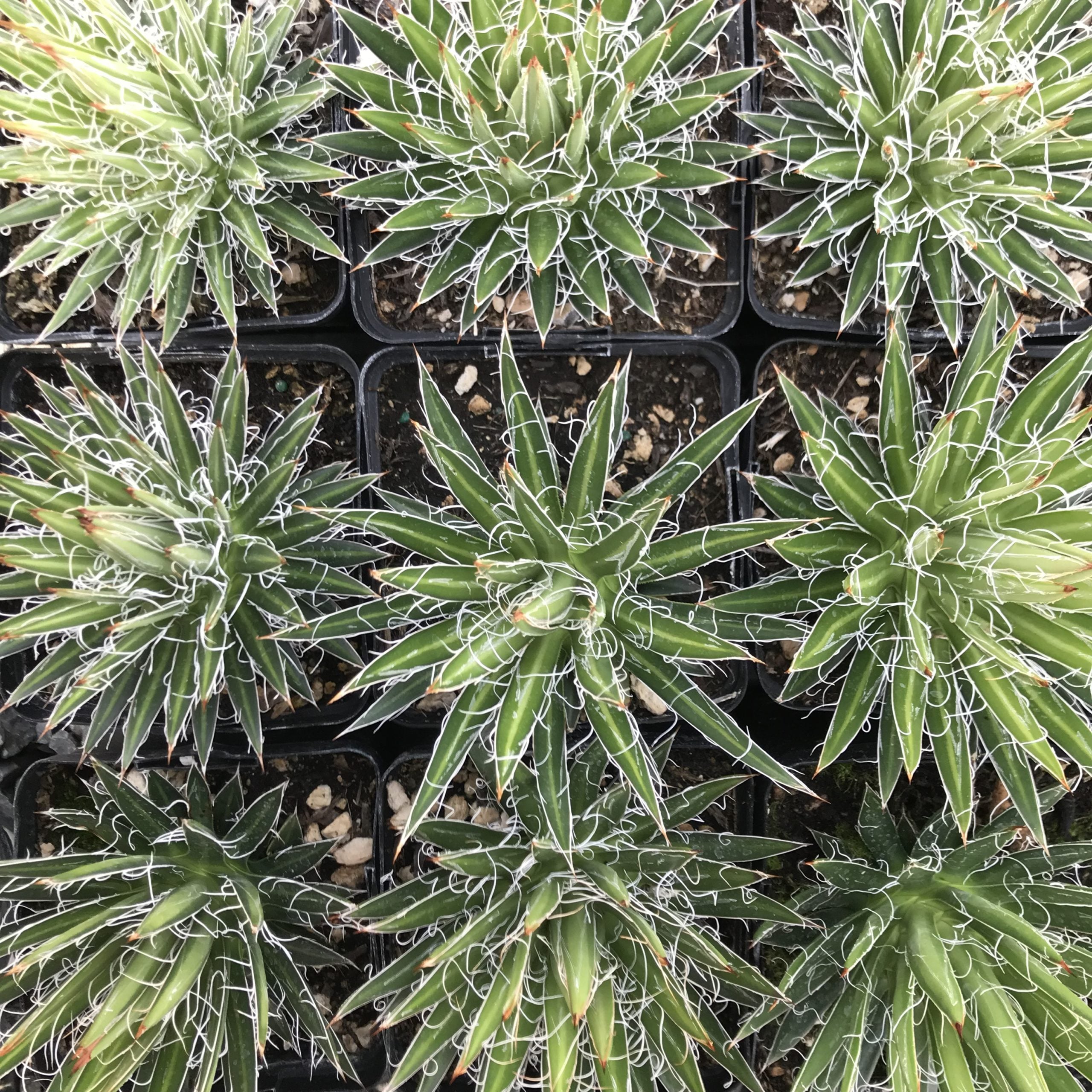Agave multifilifera - Chahuiqui Century Plant - (4.5" Pot) - Image 4