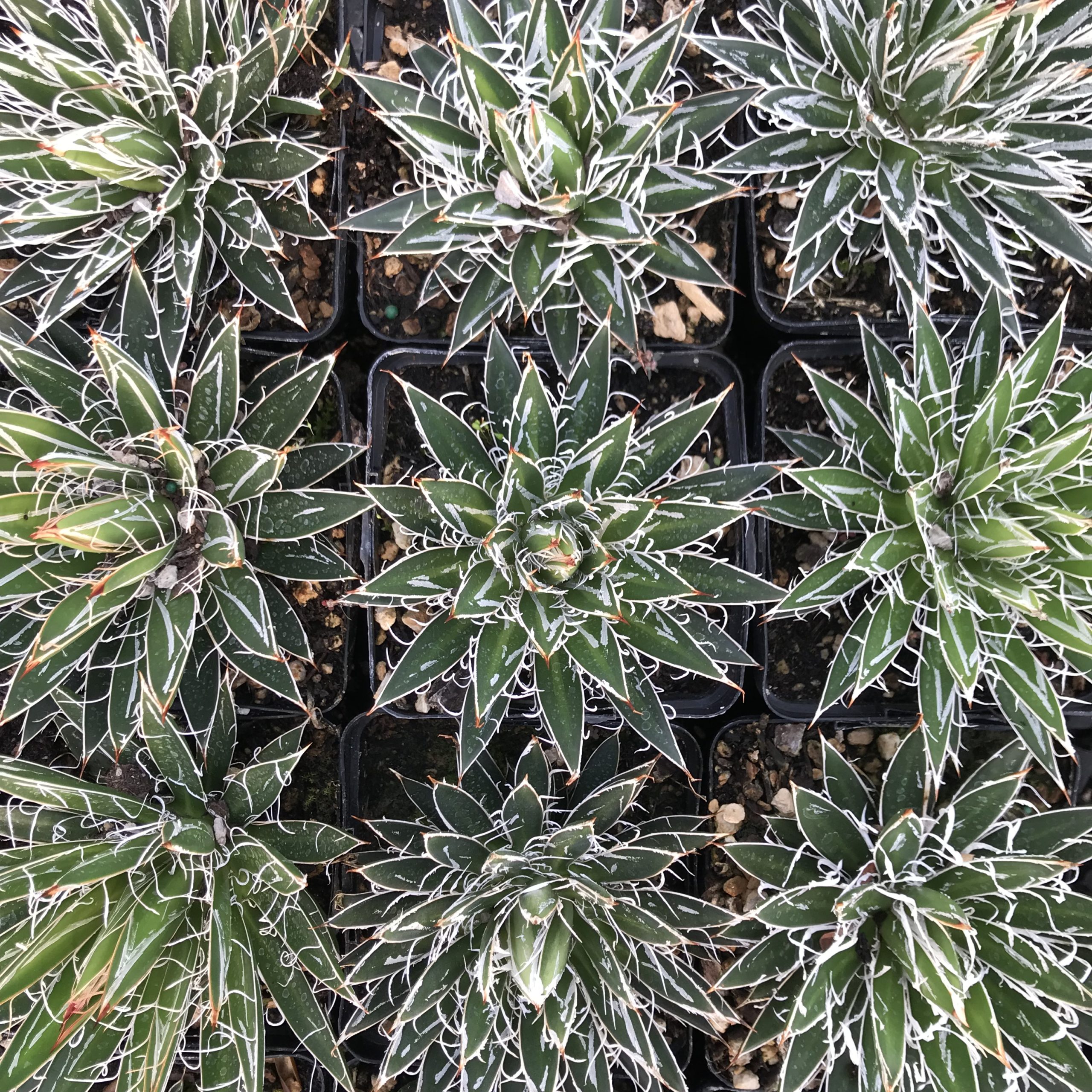 Agave schidigera - Century Plant (4.5" Pot) | Little Prince of Oregon  Nursery