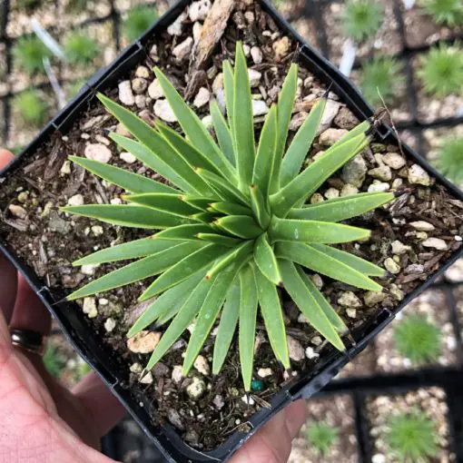 Agave stricta - Hedgehog Agave (4.5